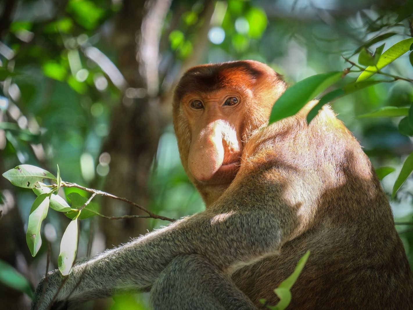 The distinctive figure of the proboscis monkey, with its long, thick nose. Photo: Paradeso Borneo