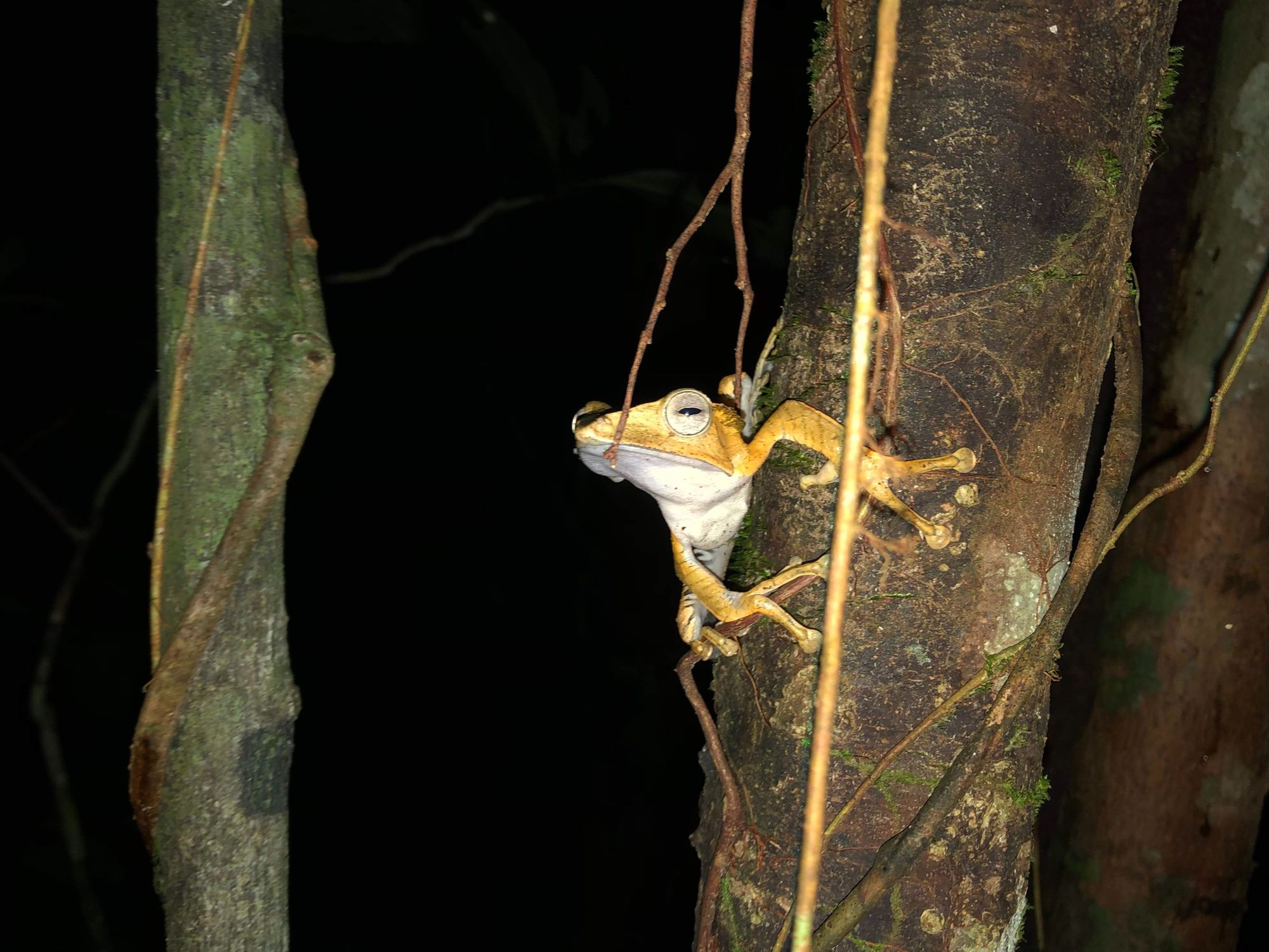 A suspicious looking frog eyes up a photographer in Kubah National Park, Borneo. Photo: Paradeso Borneo