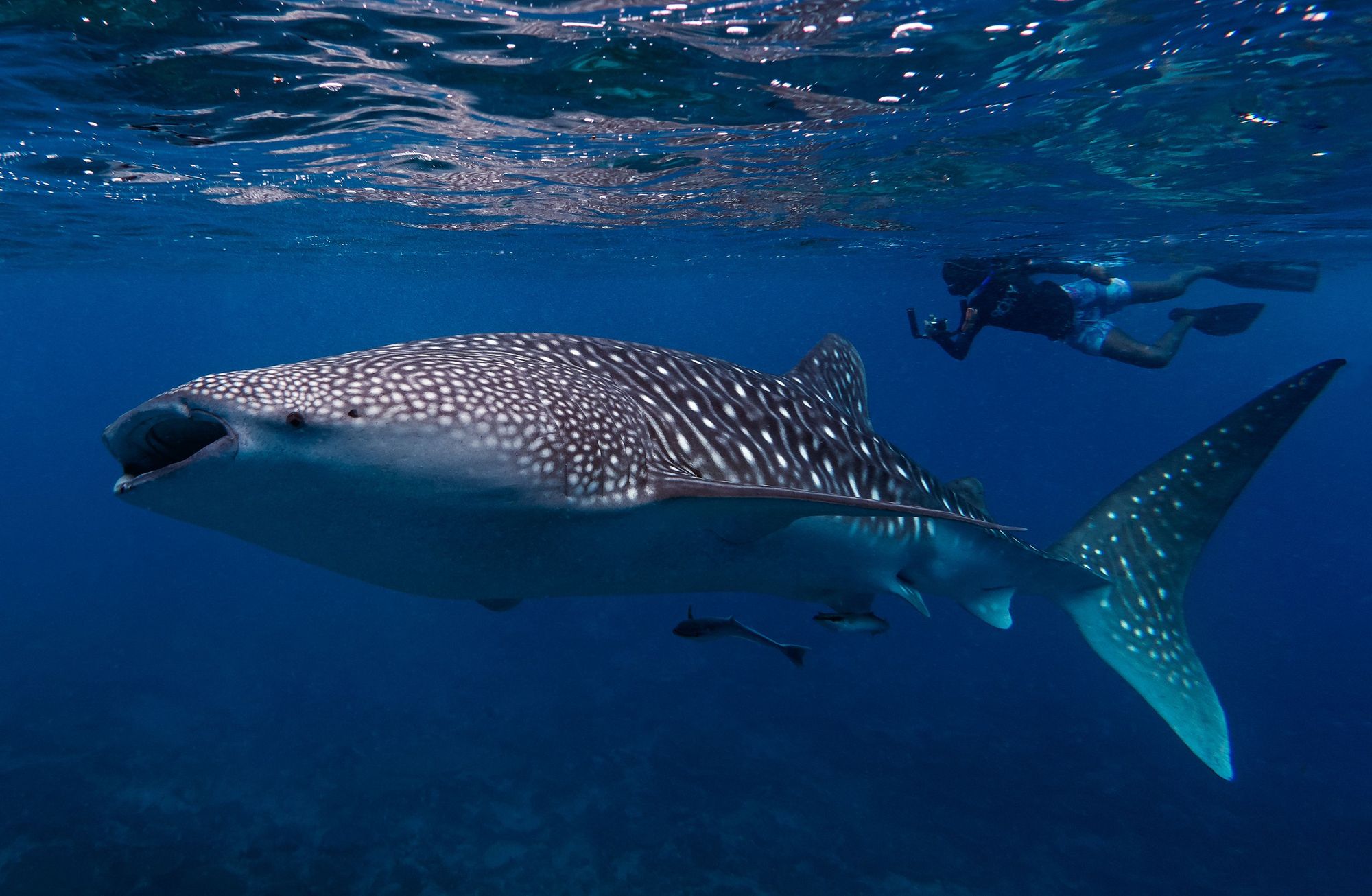 The enormous whale sharks are one of the biggest pulls to visit the Maldives.