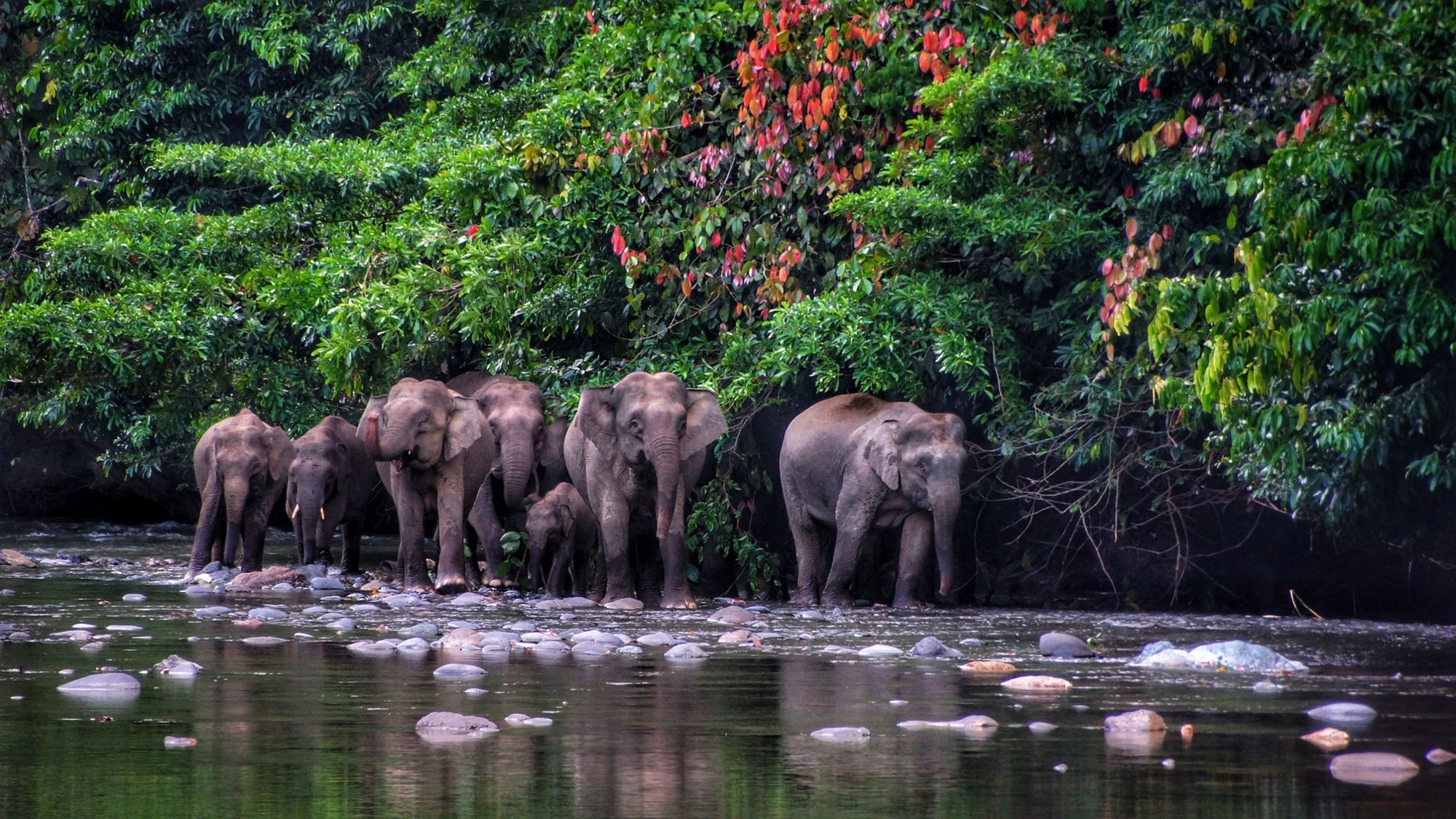 Borneo Pygmy Elephants strolling through a river in the Danum Valley. Photo: Getty