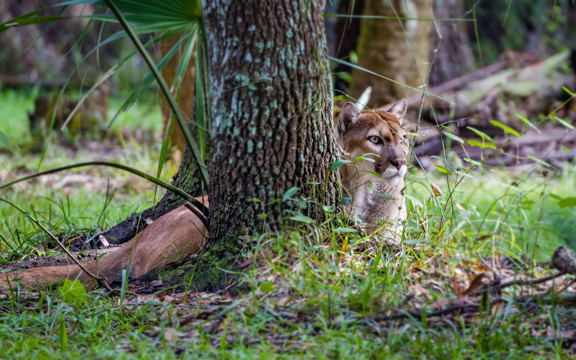 A Florida panther pictured in the Everglades National Park, which will be linked to the Biscayne National Park. Photo: Getty