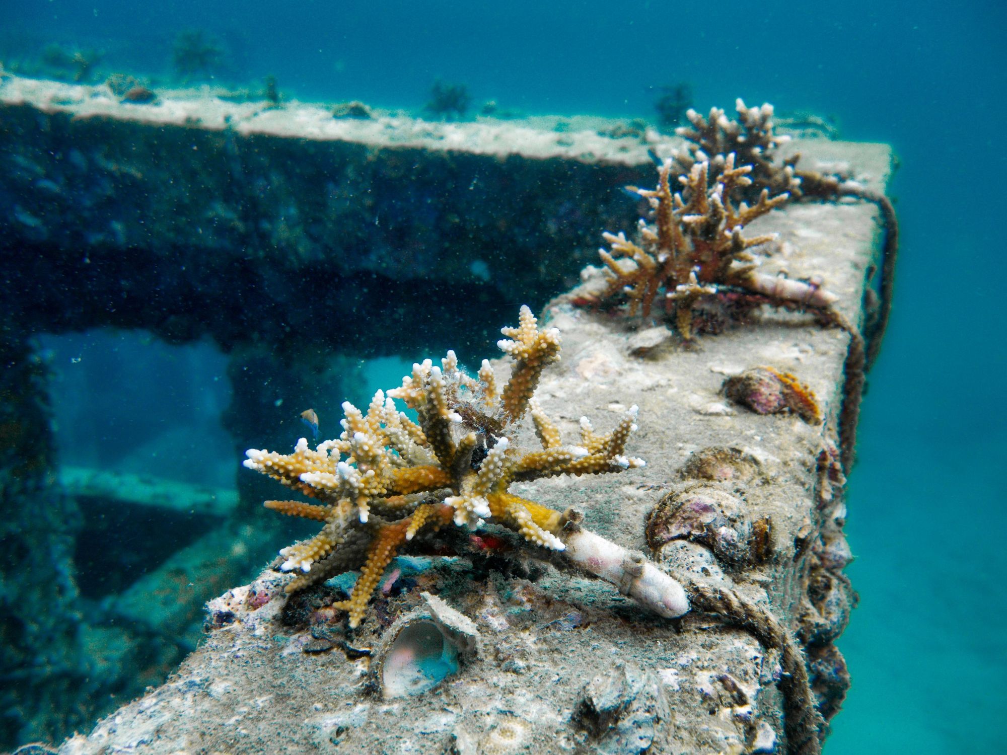 Coral growing on a shipwreck.