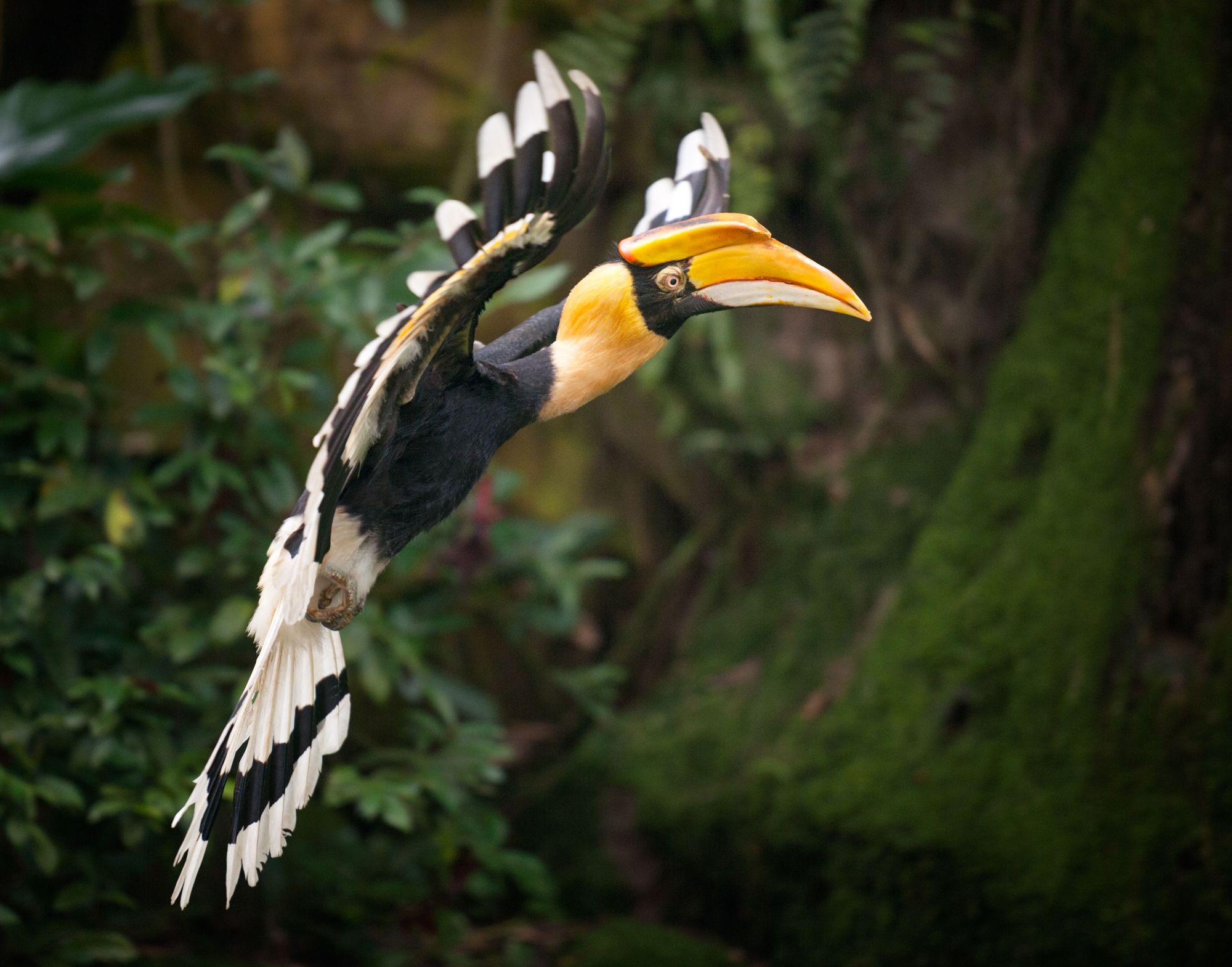 A distinctive hornbill bird flying through the forests of Borneo. Photo: Getty
