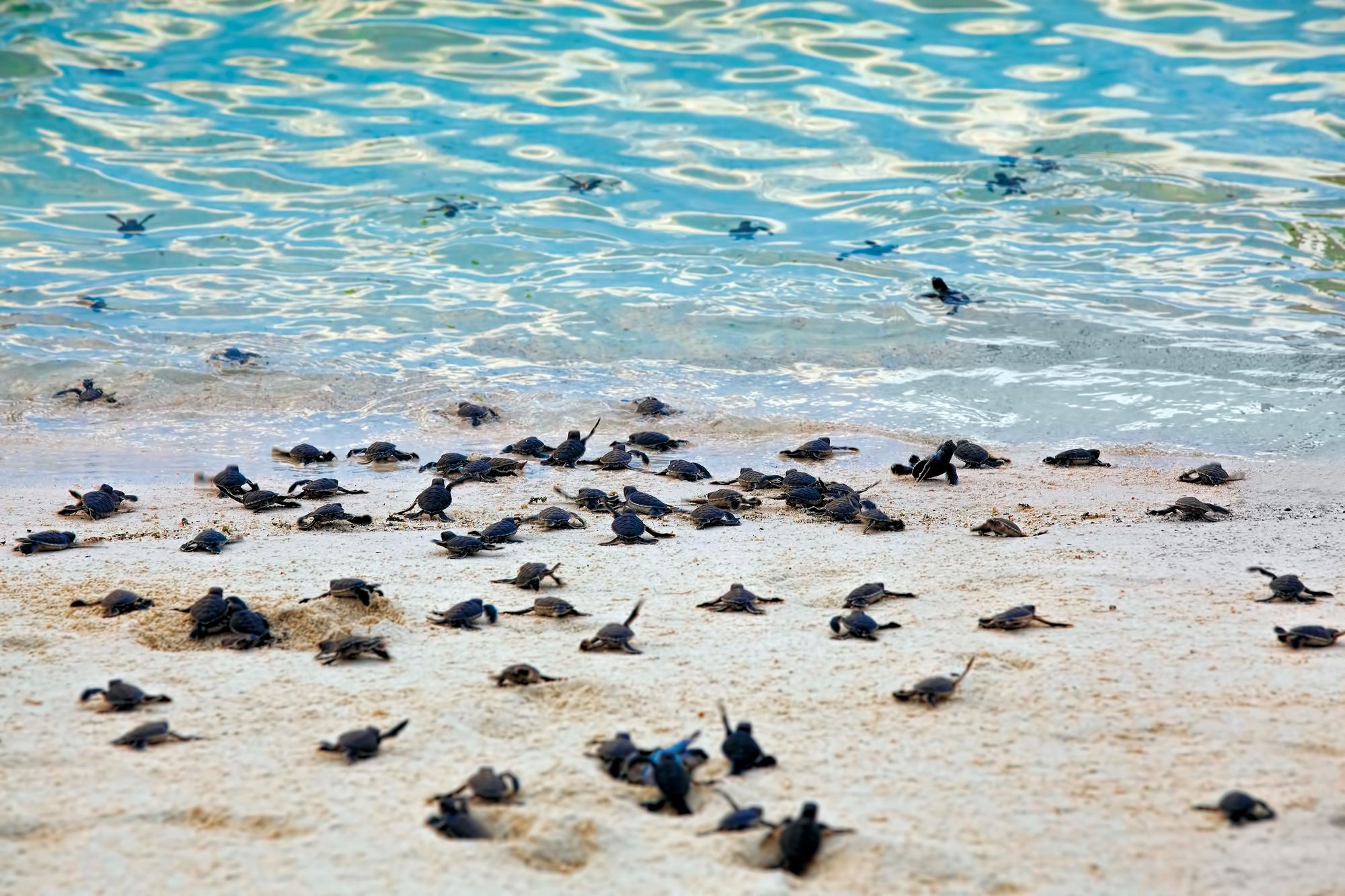 A group of small sea turtles make their way to the water after hatching, on a beach in Borneo. Photo: Getty