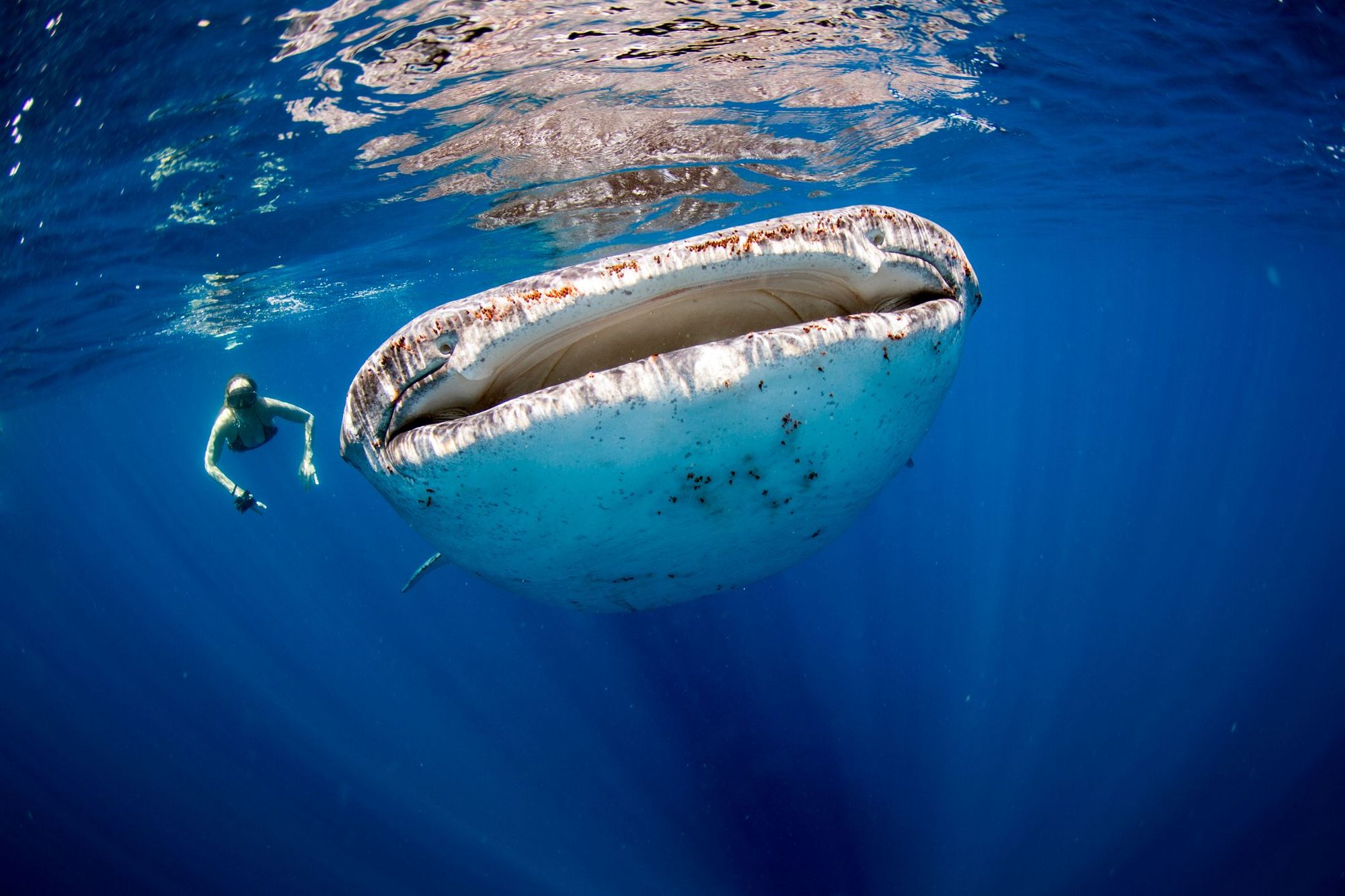 A woman snorkelling next to a huge whale shark.