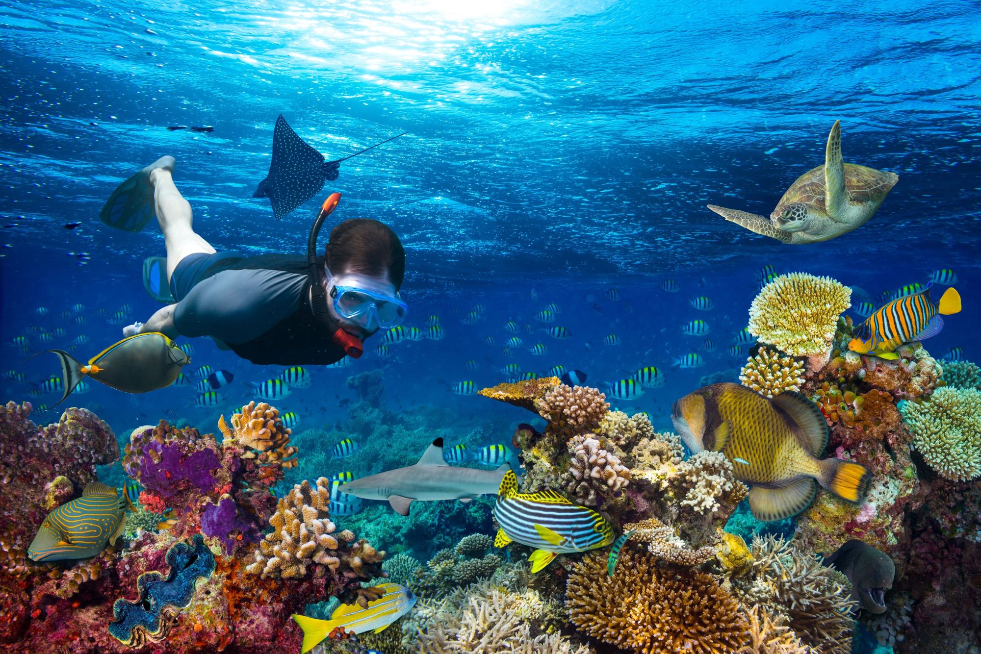 A man snorkels above a colourful coral reef.