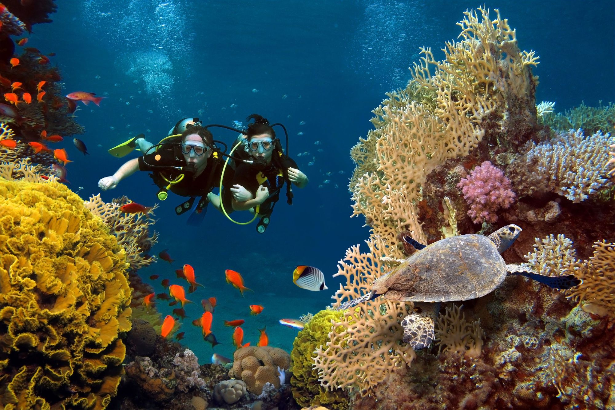 Two scuba divers swim through a coral reef.