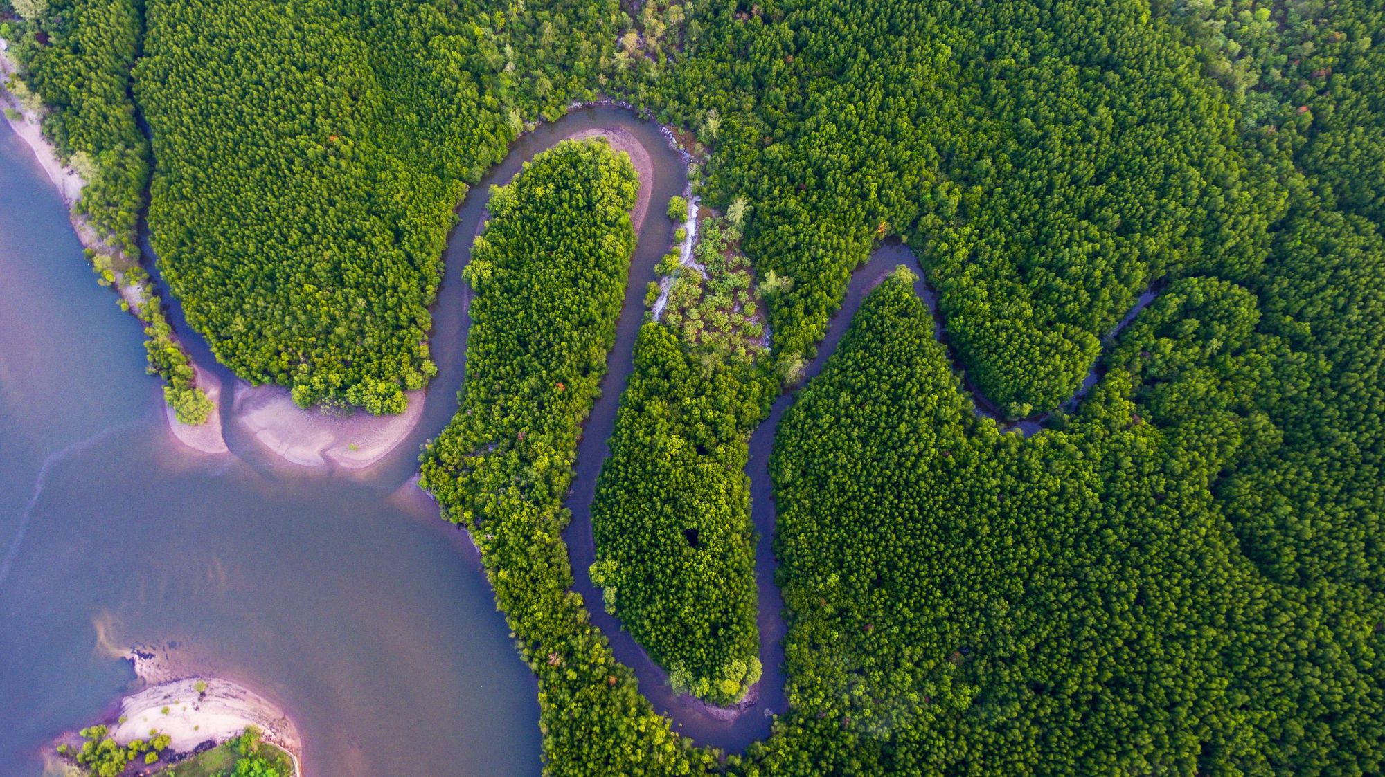 An aerial view of a mangrove forest, with a river winding through the dense greenery of Borneo: Photo: Getty