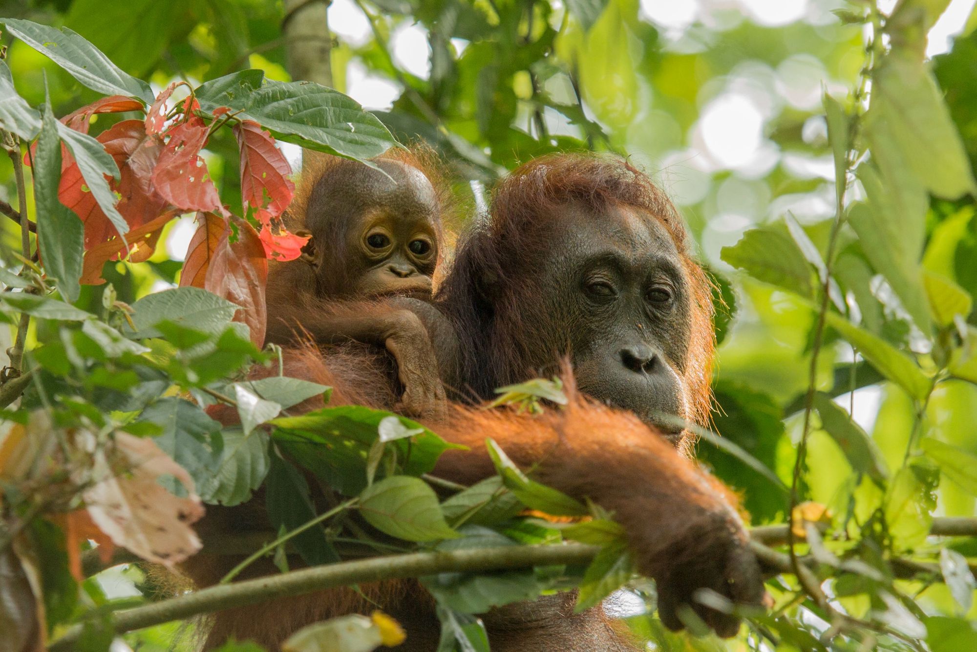 The orangutans of Semenggoh are semi-wild, so there is no guarantee of a sighting, but there is a great chance. Photo: Paradeso Borneo