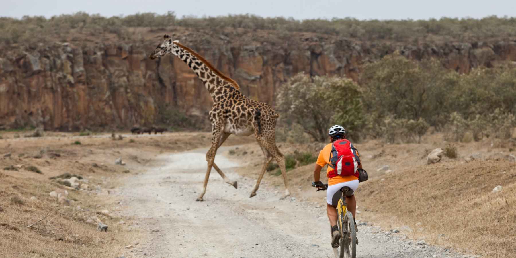 A giraffe crosses the road in front of a cyclist in Tanzania, Africa