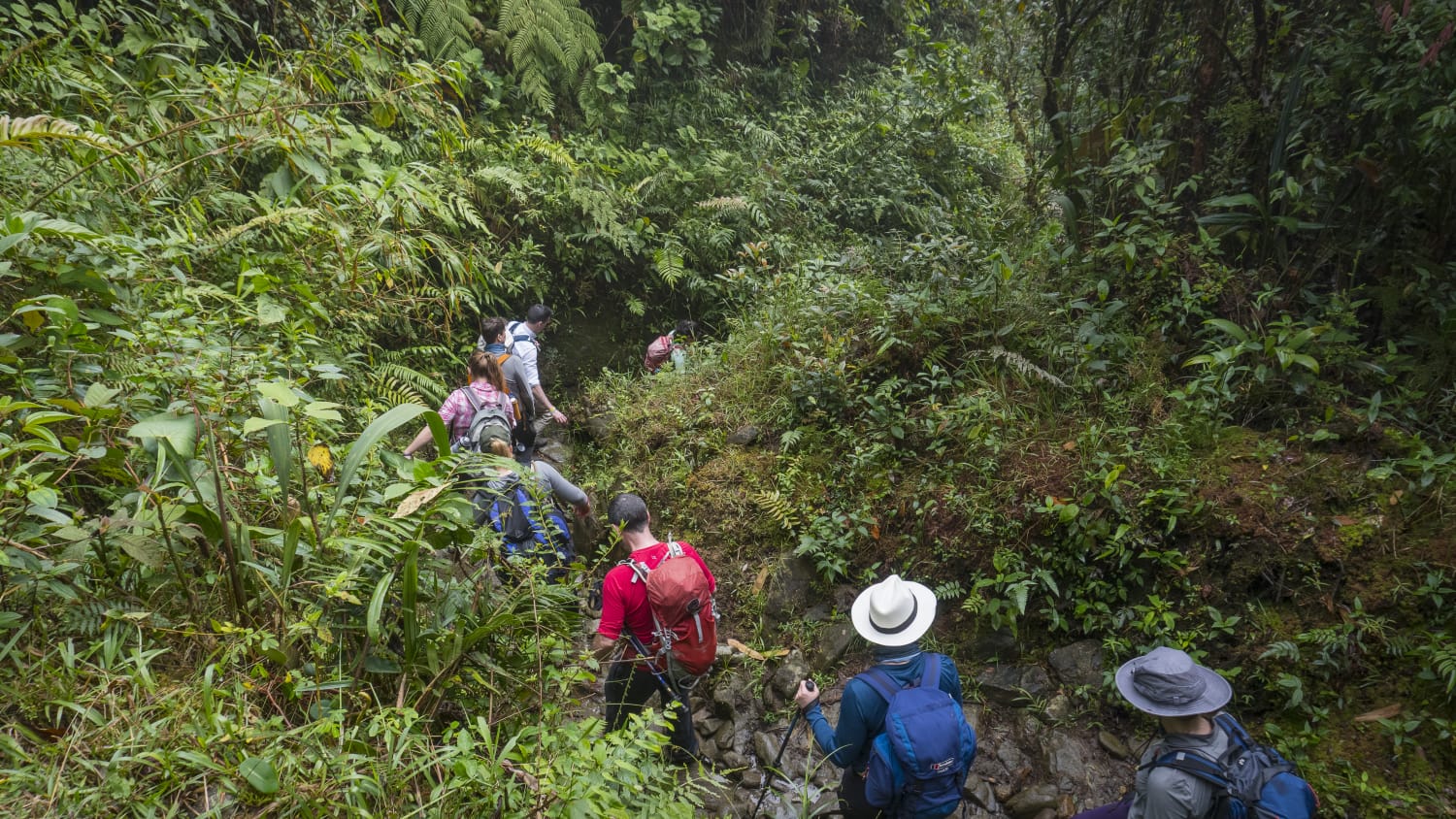 A group of tourists hiking in the Colombian jungle