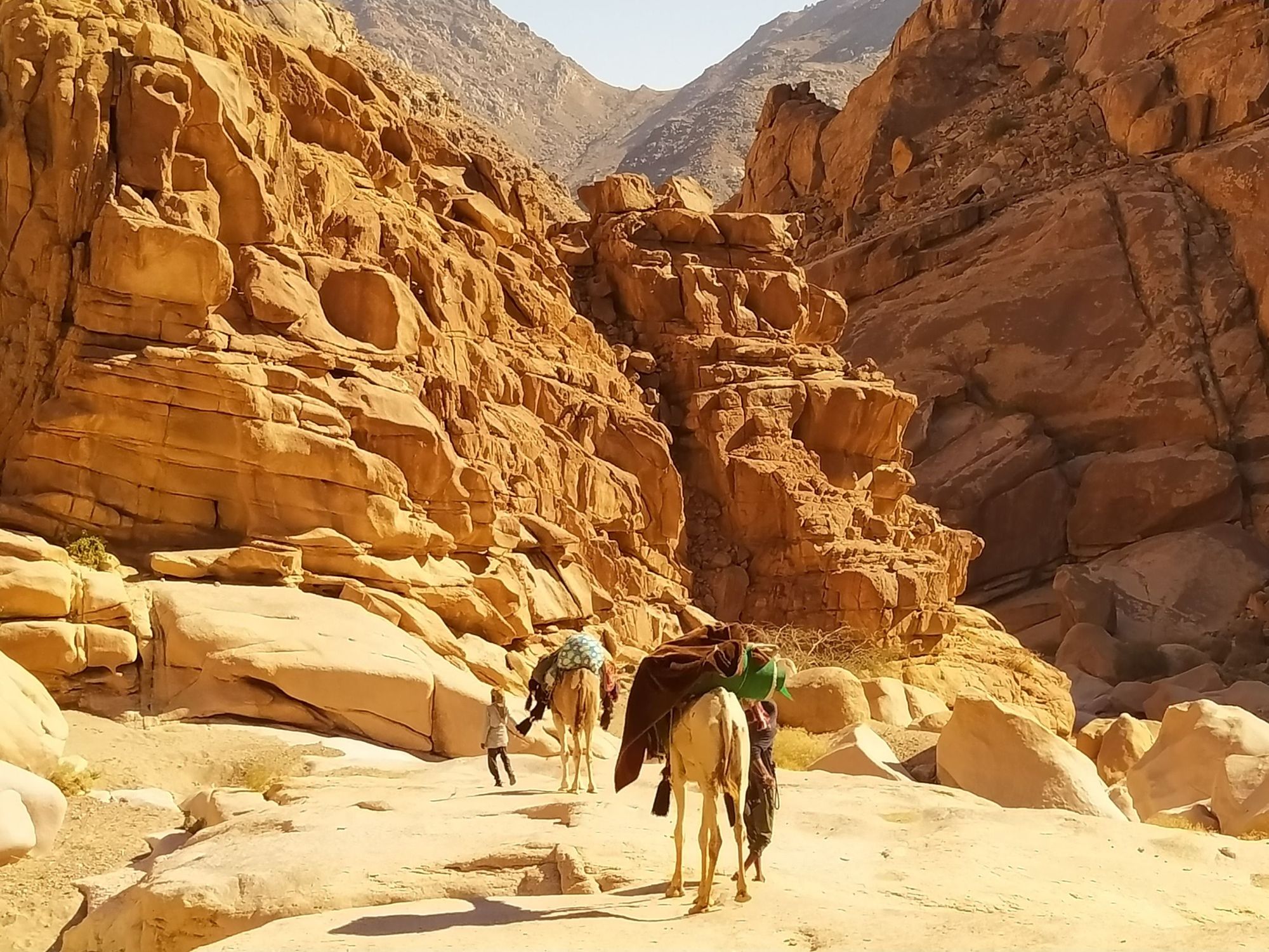 A Bedouin man leads two camels through the Sinai Desert.