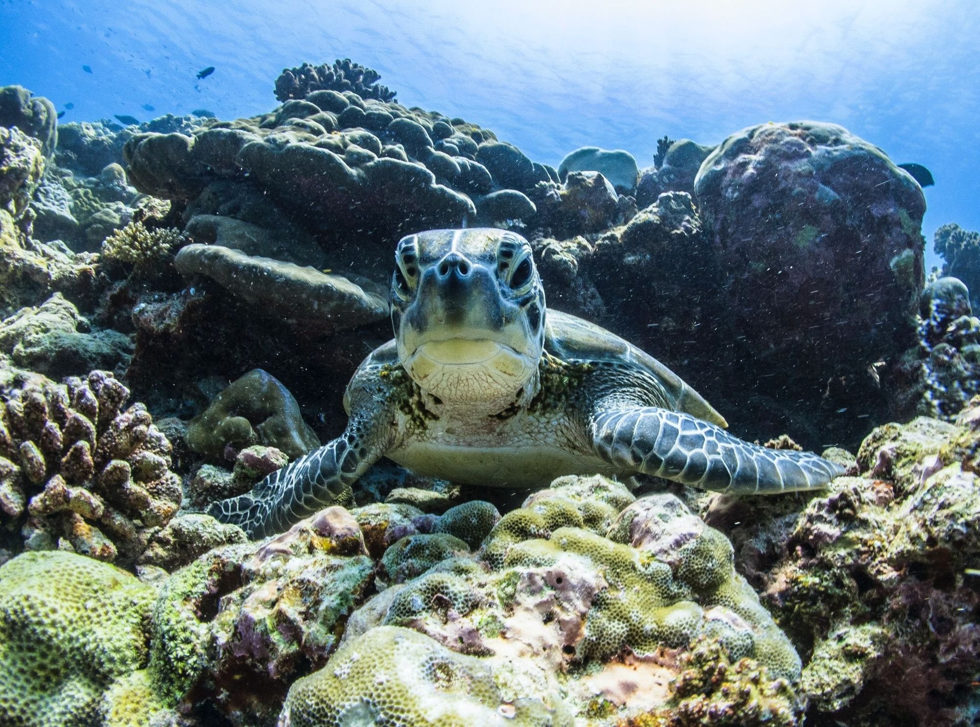 The Maldives has an enormous range of biodiversity, from manta and sting rays to sea turtles and sharks.