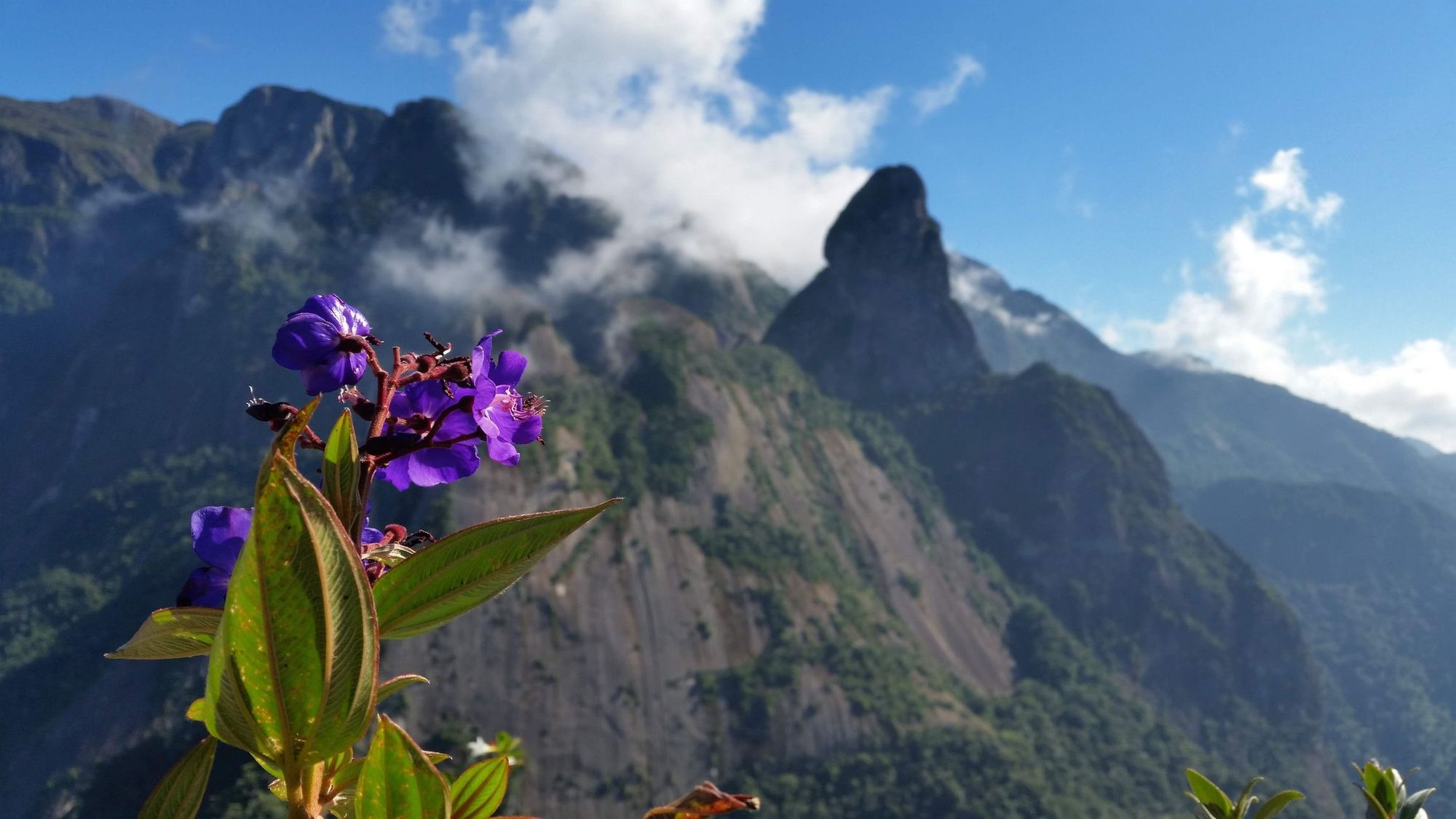 The mountains of Brazil's  Serra dos Órgãos National Park, with an orchid in the foreground.