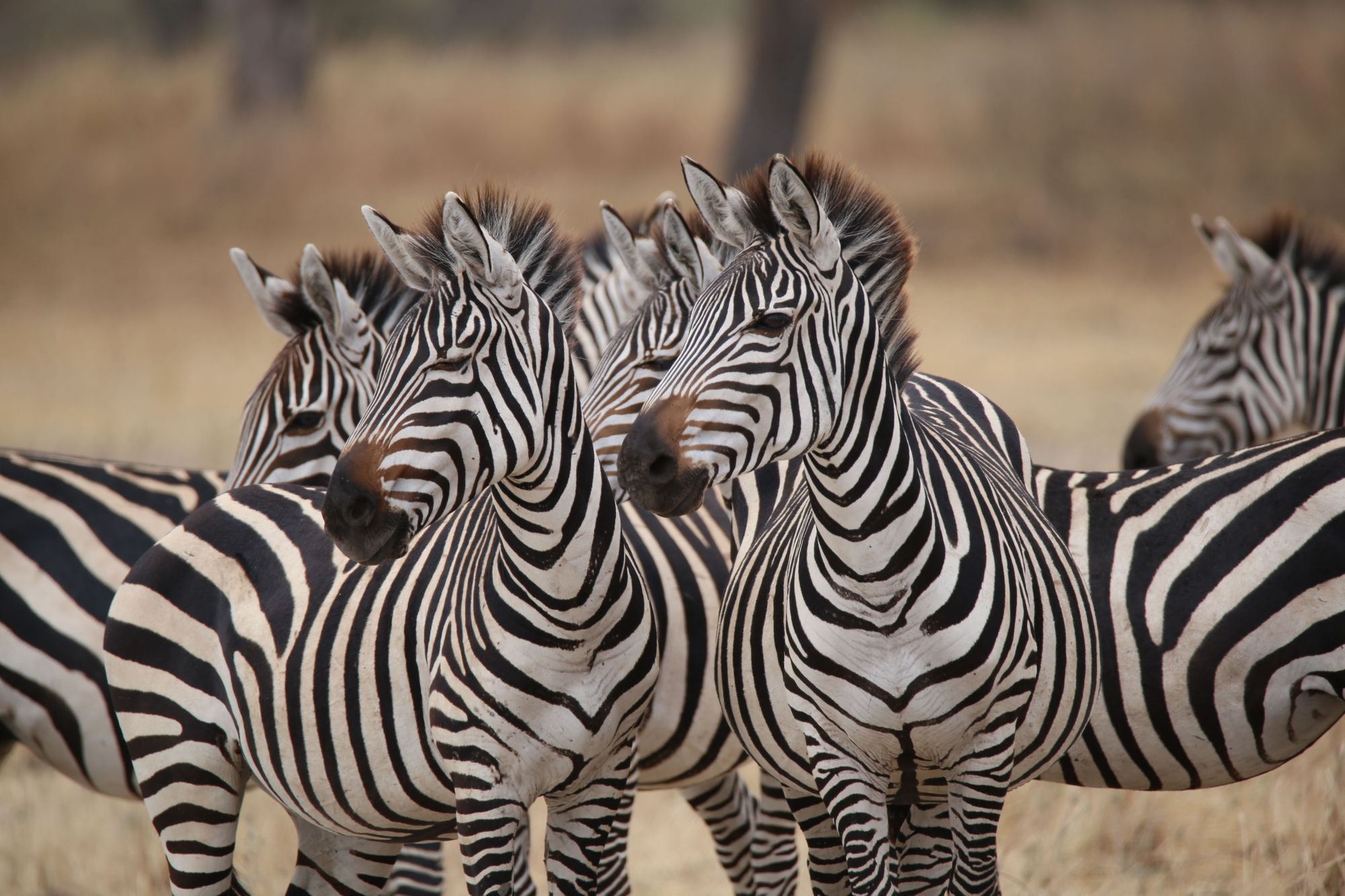 A close up of a herd of zebra, seen on safari in Tanzania