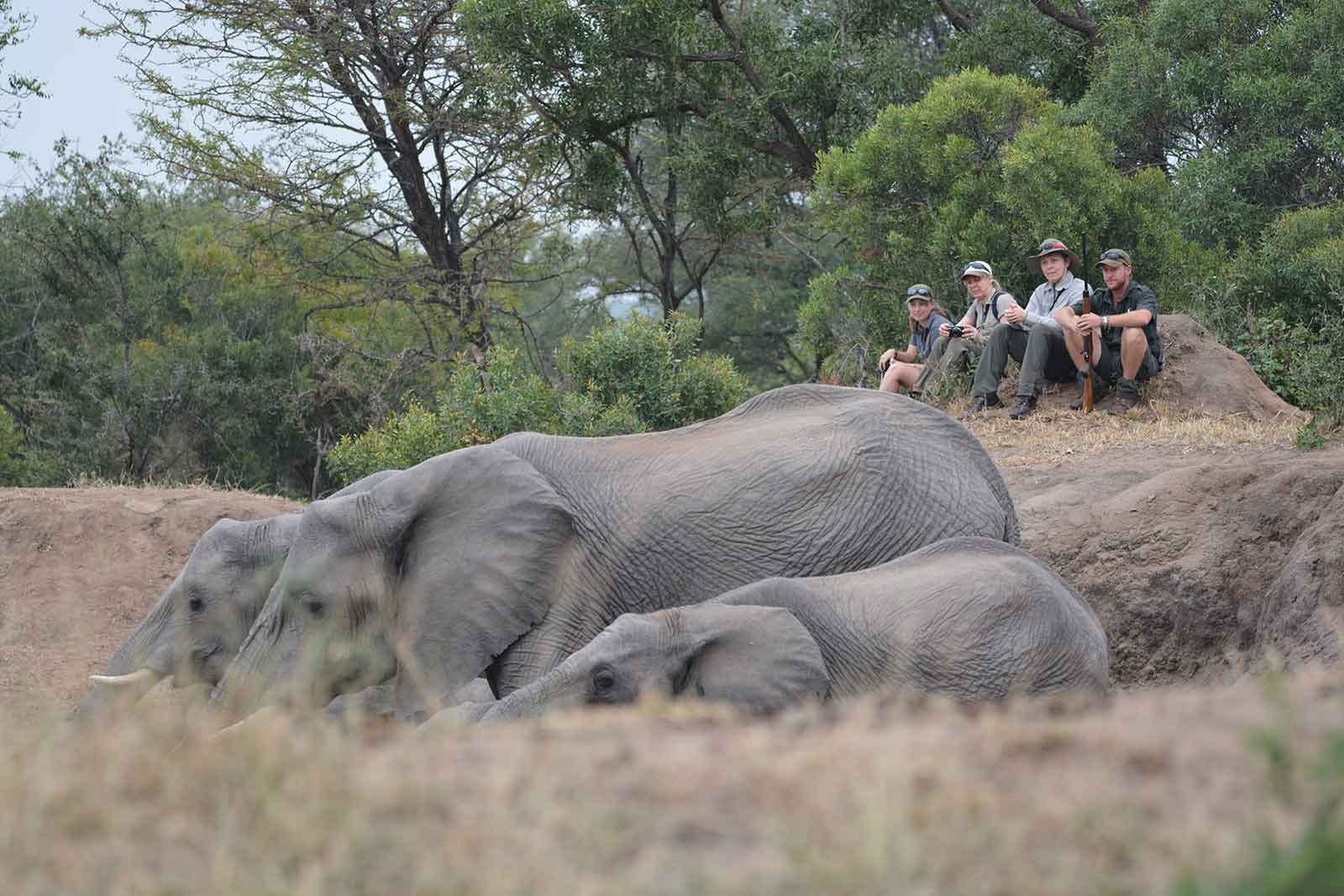 Four tourists on safari watch some elephants in Kruger National Park.