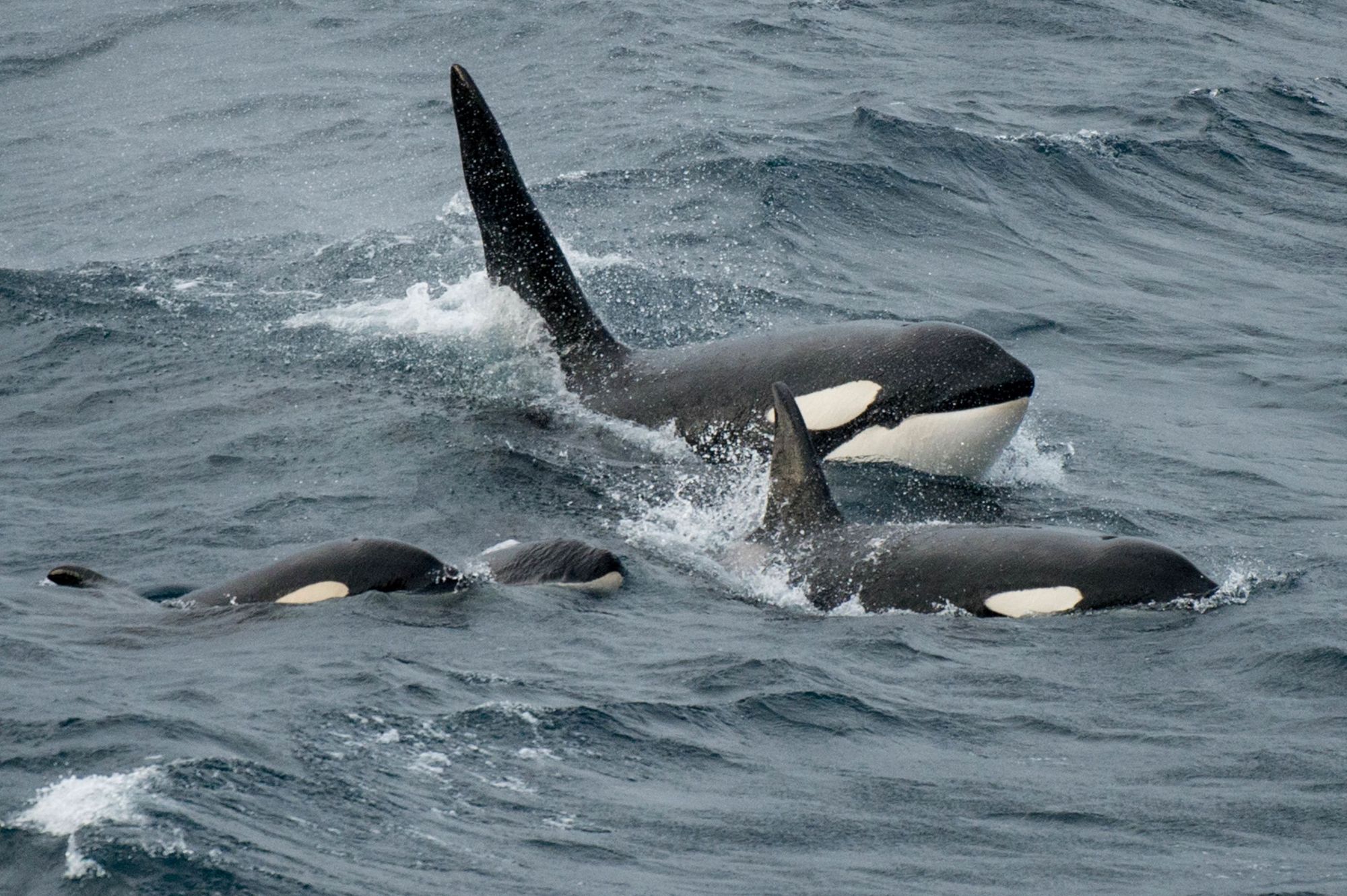 Orca whales surfacing together, in Shetland. In Spring, they visit the Shetlands to hunt for seals. Credit:BBC/Silverback Films/SCOTLAND: The Big Picture/naturepl.com