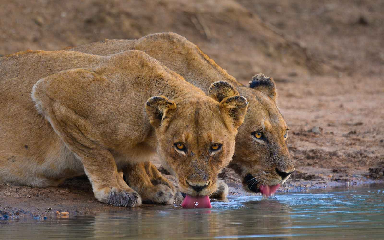 Two lions having a drink in South Africa.