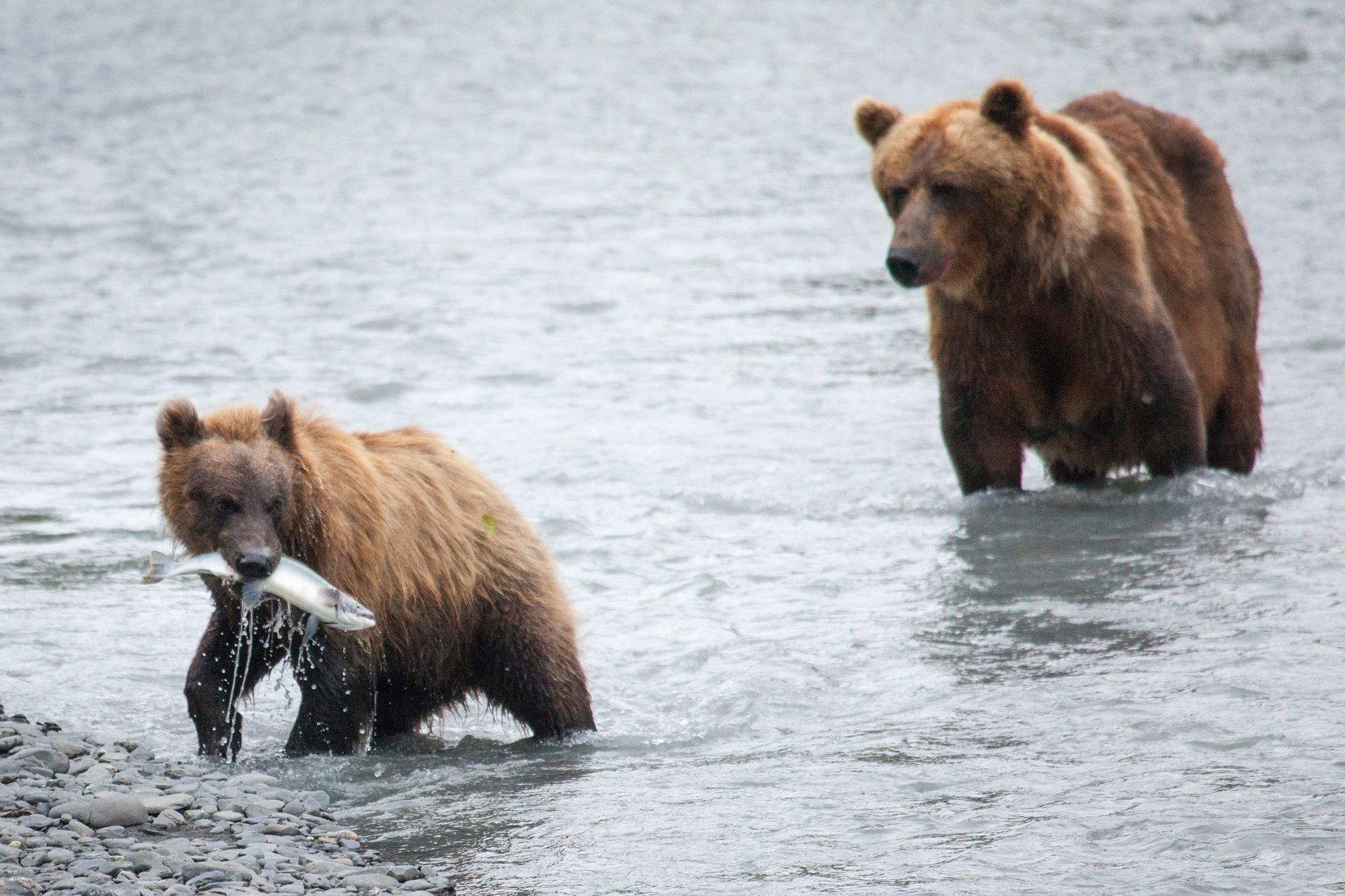 Brown bears fishing near Valdez, Prince William Sound, in Alaska.