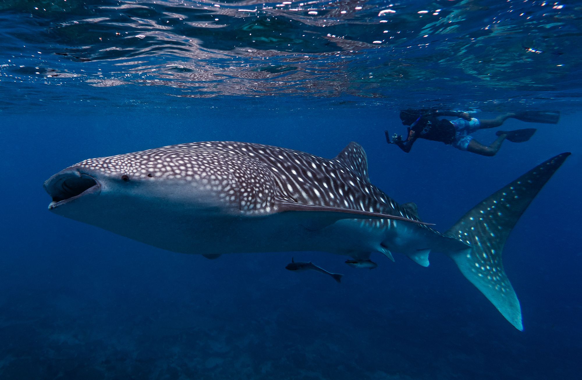Snorkeller swimming with an enormous whale shark in the Maldives.