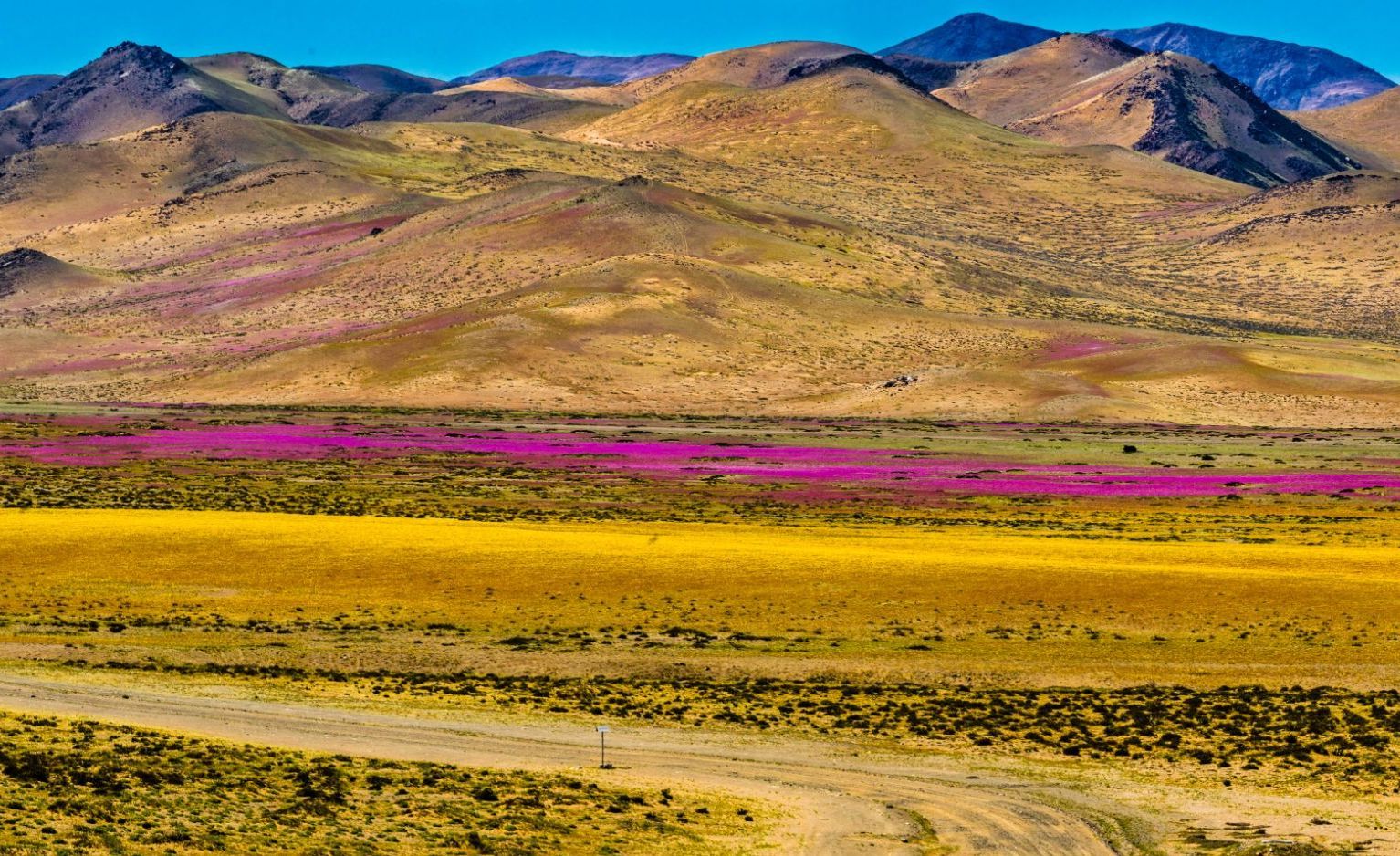 When the rain his the Atacama Desert, thousands of flowers grow from seeds that are from hundreds of years old. Photo: Getty
