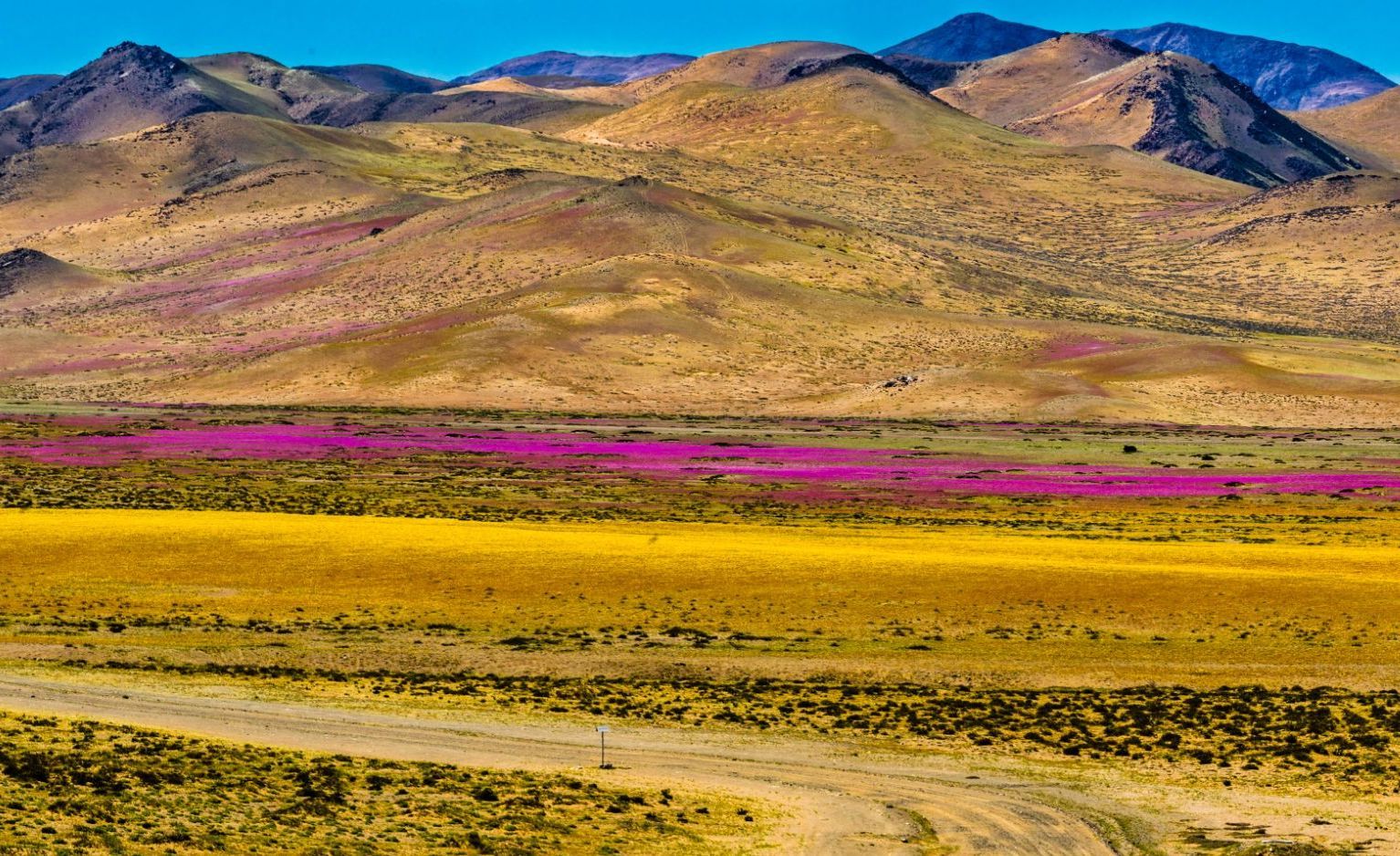 When the rain his the Atacama Desert, thousands of flowers grow from seeds that are from hundreds of years old. Photo: Getty