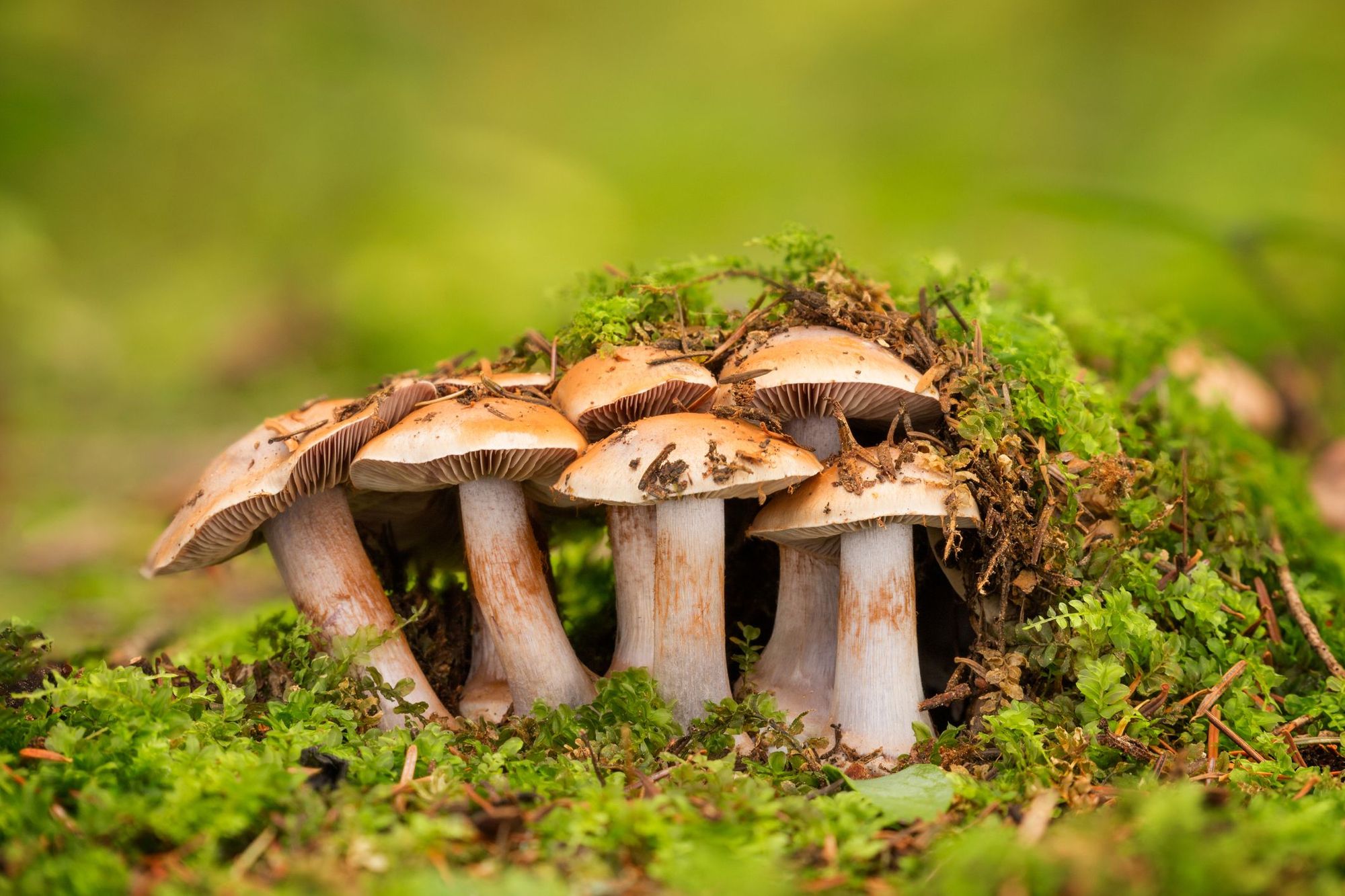 Mushrooms push their way up through the forest floor.