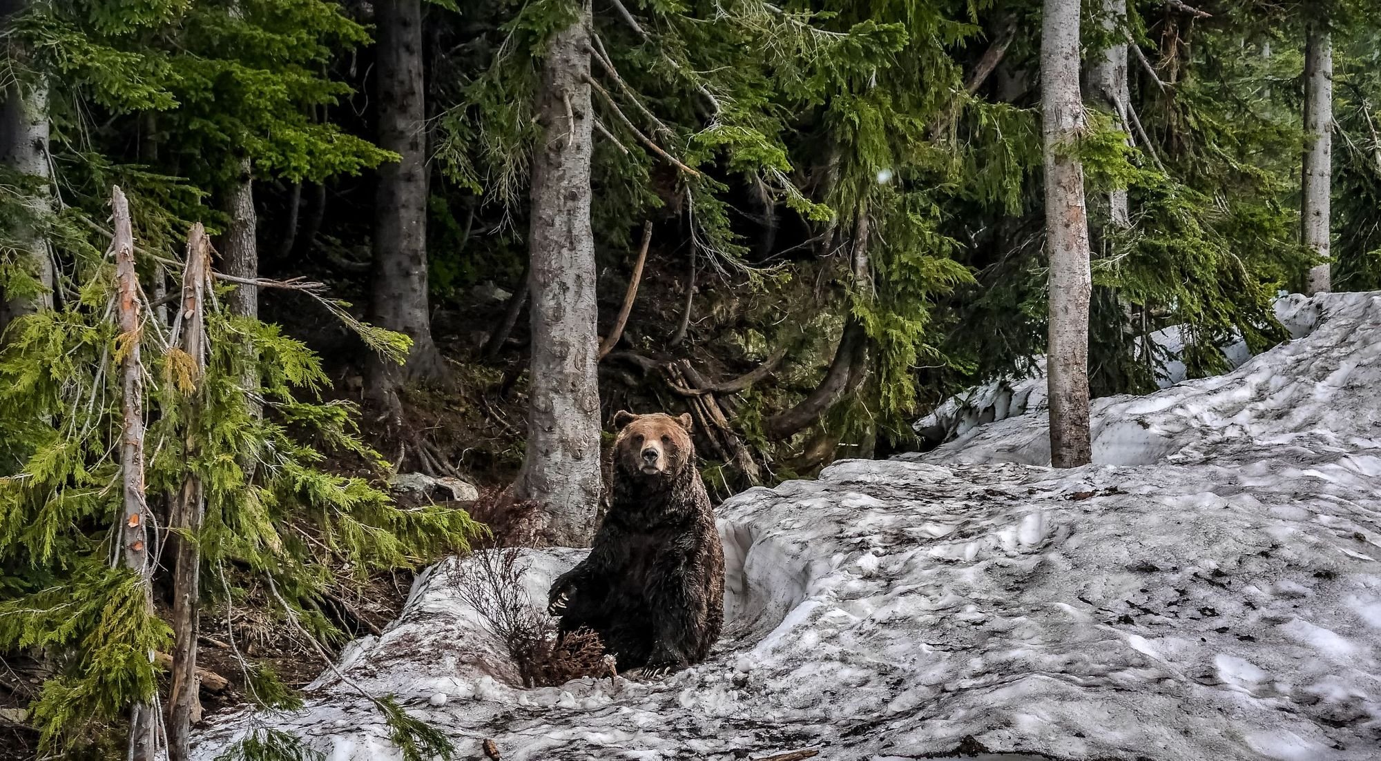 Both grizzly and black bears are commonly spotted around hiking trails in the Canadian Rockies. Photo: Getty
