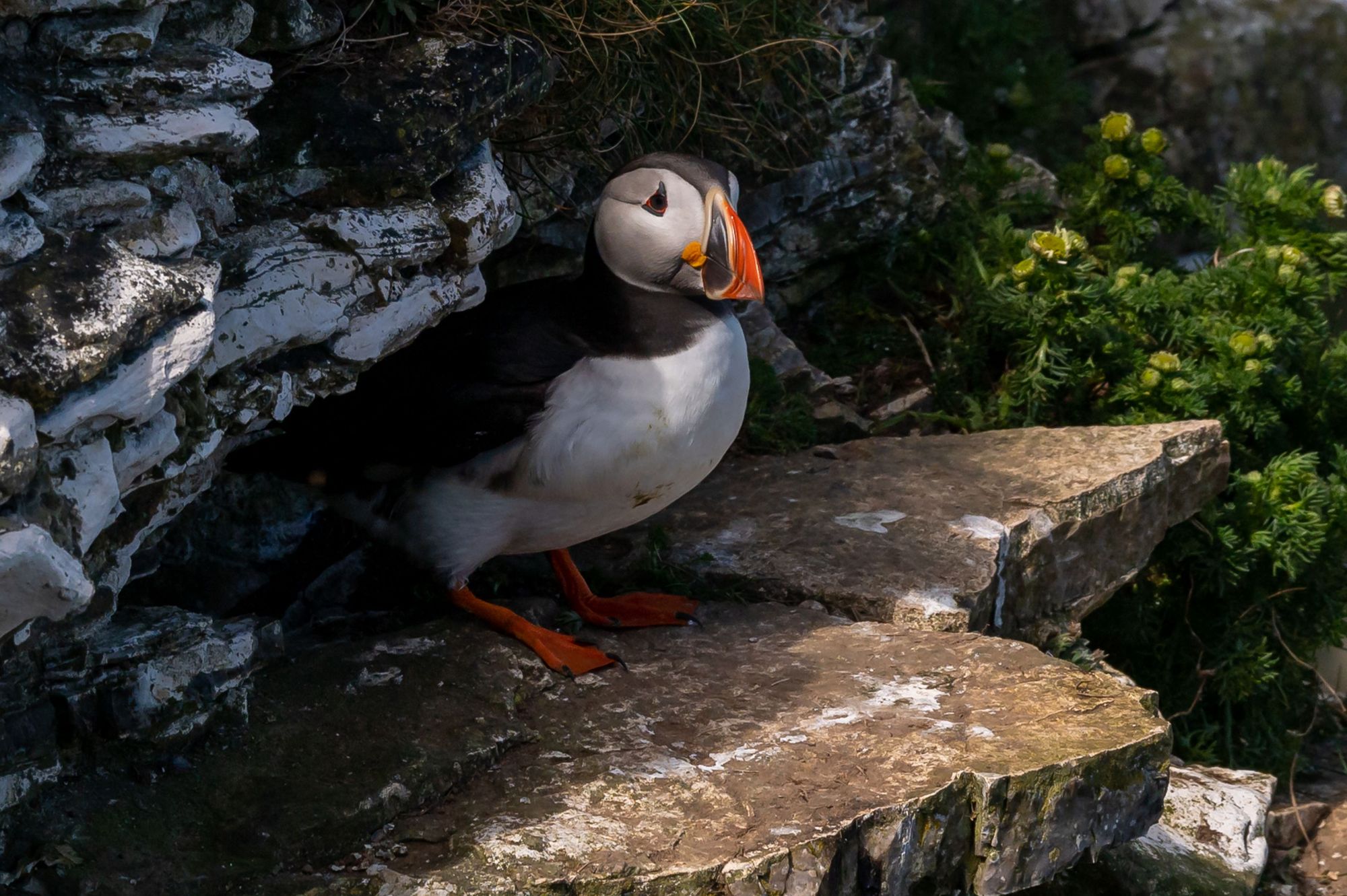 Climate change and overfishing means that puffins are finding it increasingly difficult to find the sand eels they rely on for food. Photo: Getty