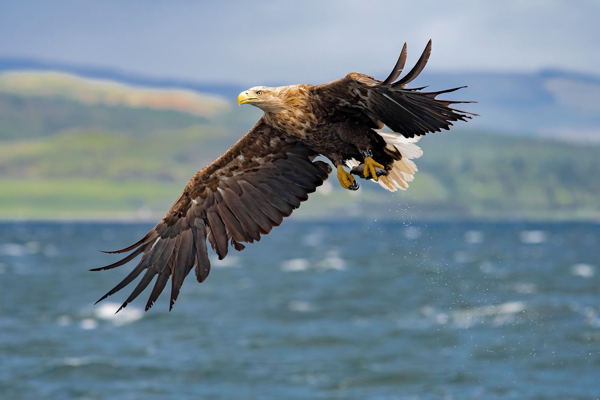 A white-tailed eagle flies over the water of Mull