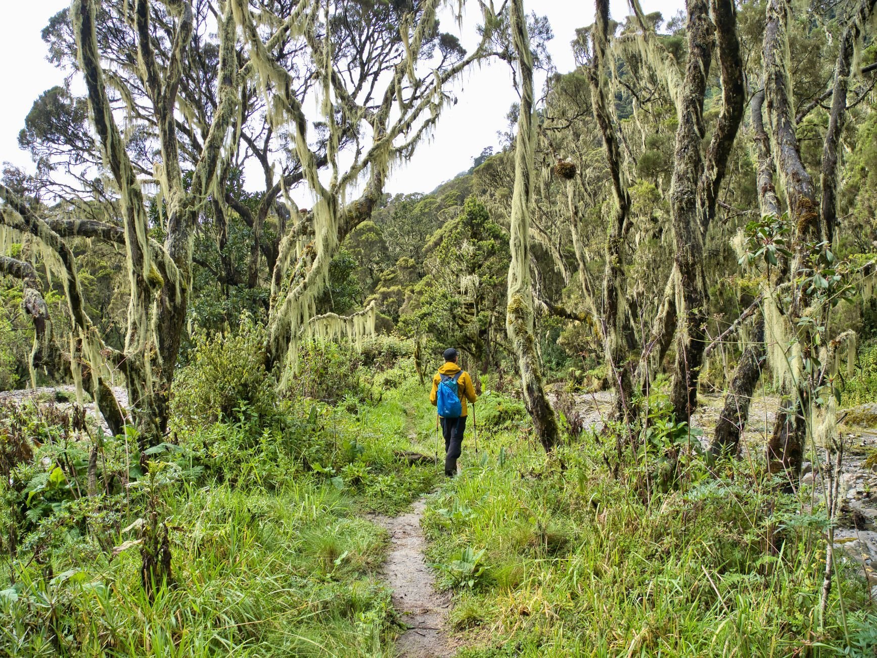 A hiker walks down a forested path in Uganda's Rwenzori Mountains Photo: Getty