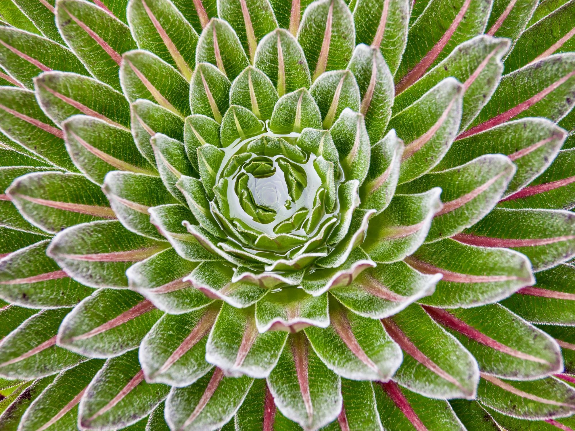 A giant lobelia plant, signature to the Rwenzori Mountains in Uganda. Photo: Getty