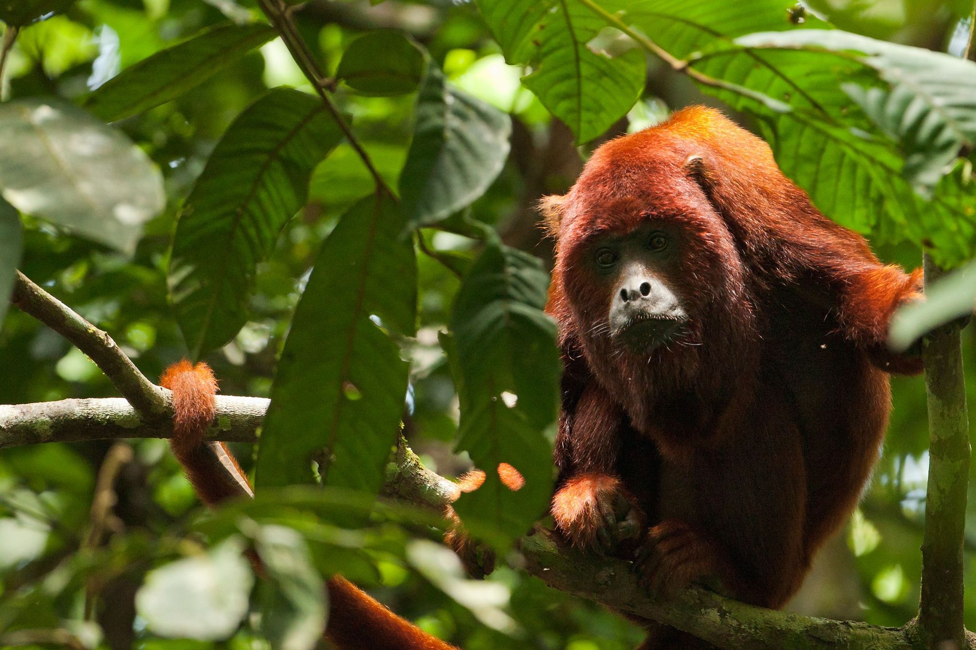 A howler monkey in a tree in the Tambopata-Candamo National Park, Peru