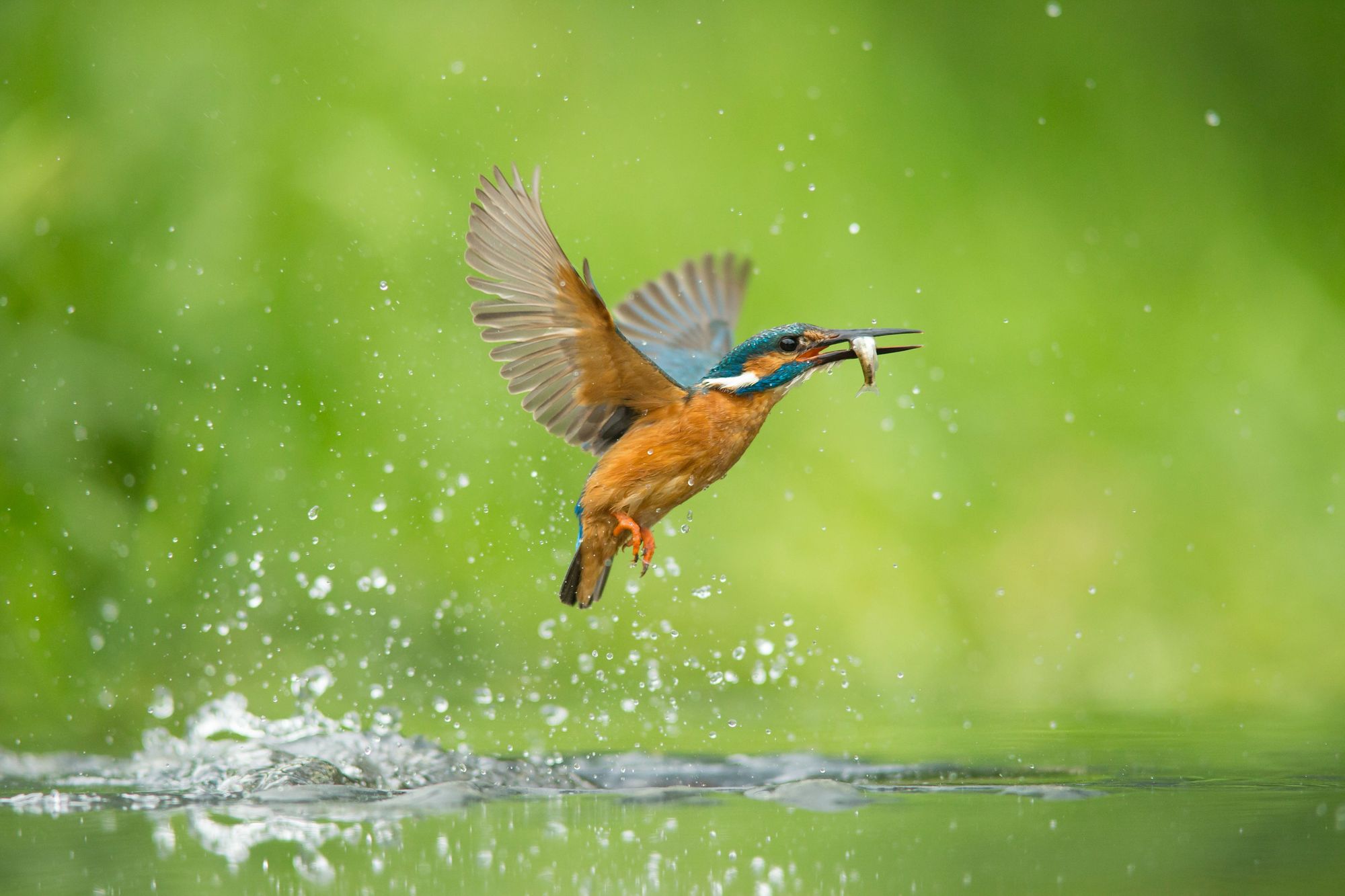 A kingfisher emerges from a successful dive. The birds are found around Britain. Photo: Getty