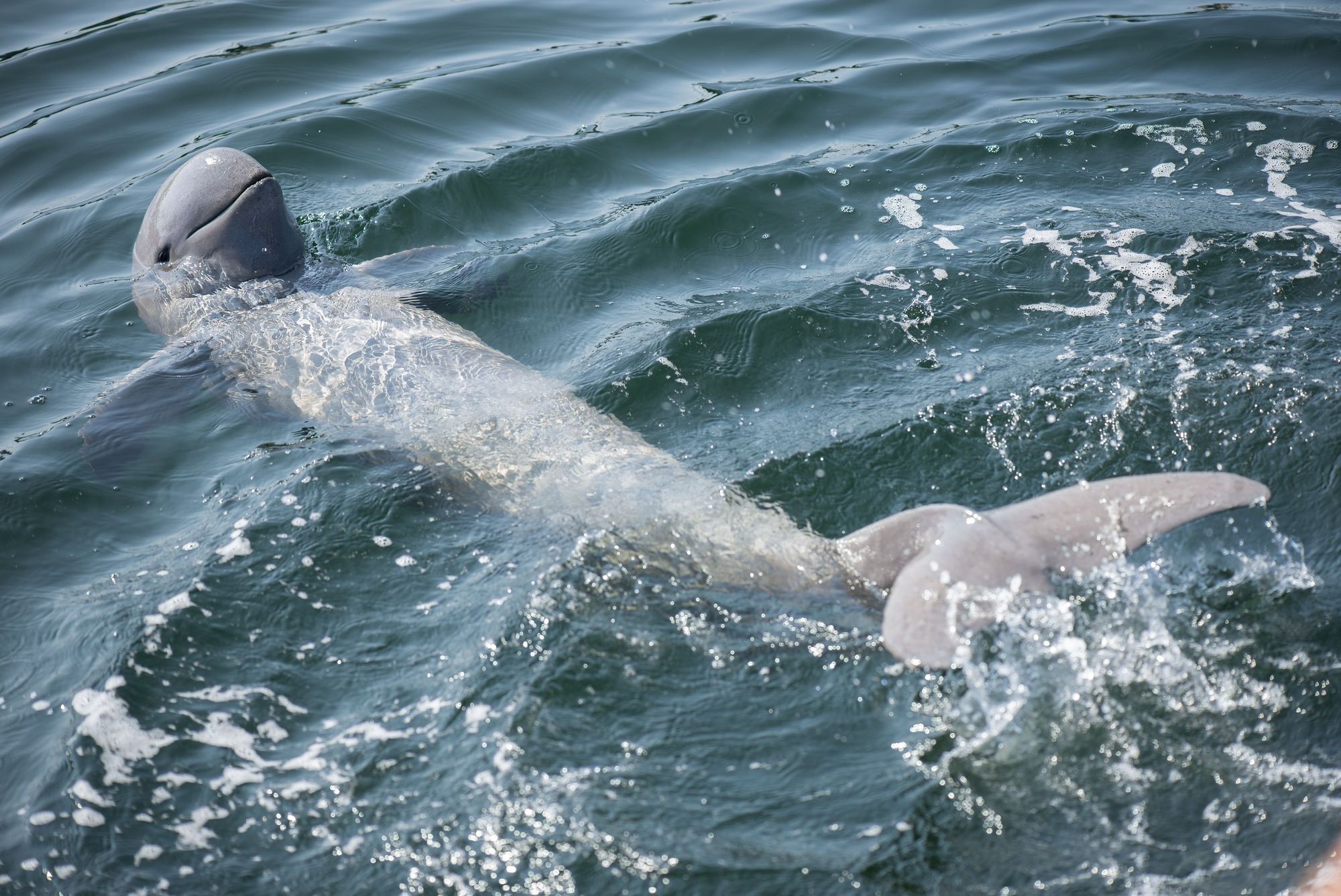 An Irrawaddy dolphin, endemic to the Mekong River, playing in the waters near the village of Kratié in rural Cambodia. Photo: Getty.