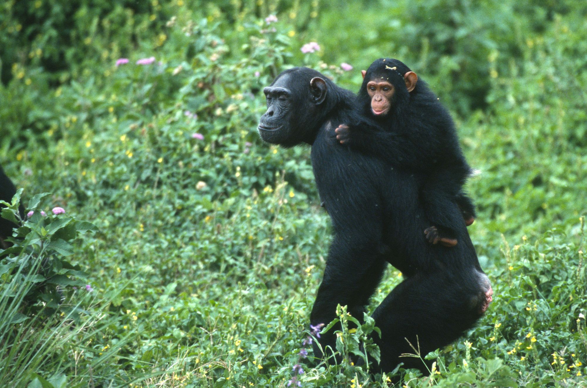Chimpanzees in the Rwenzori Mountains, Uganda
