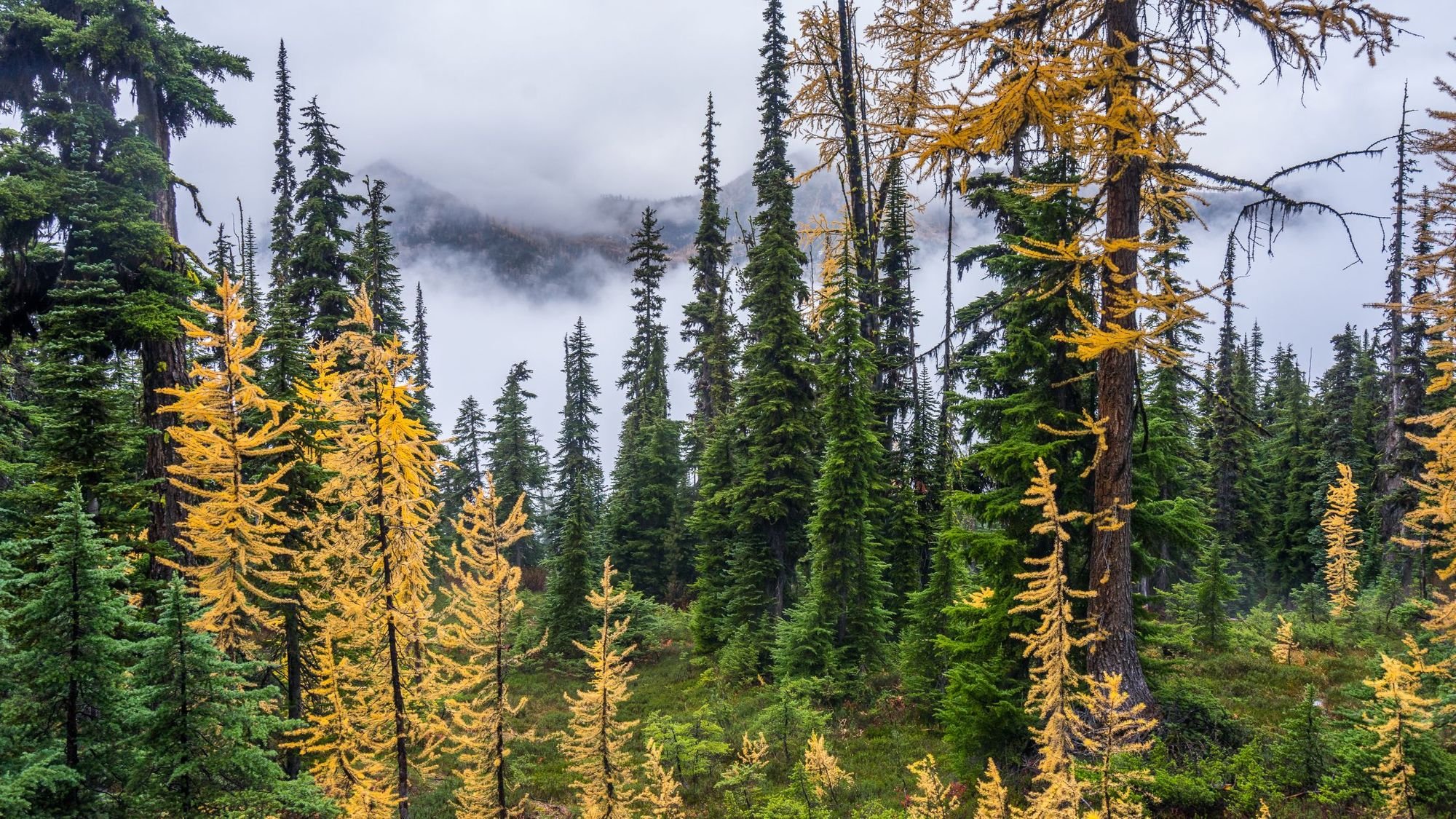 The types of spruce and fir forest you will climb through on your way to Kindersley Pass. Photo: Getty