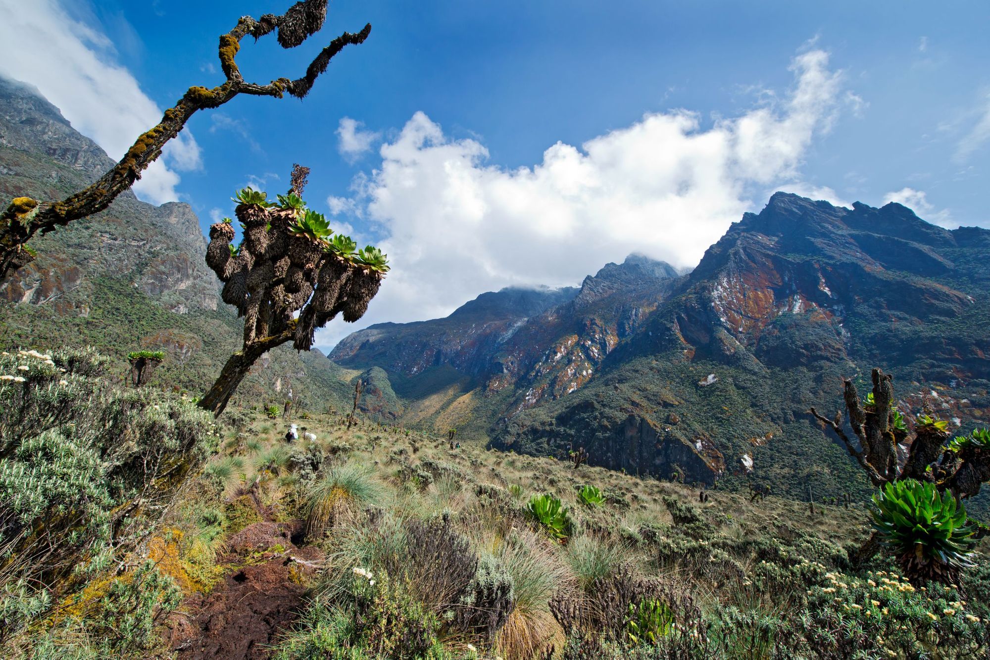 A view of the Rwenzori mountains featuring some of the signature groundsels, a unique species of tree.