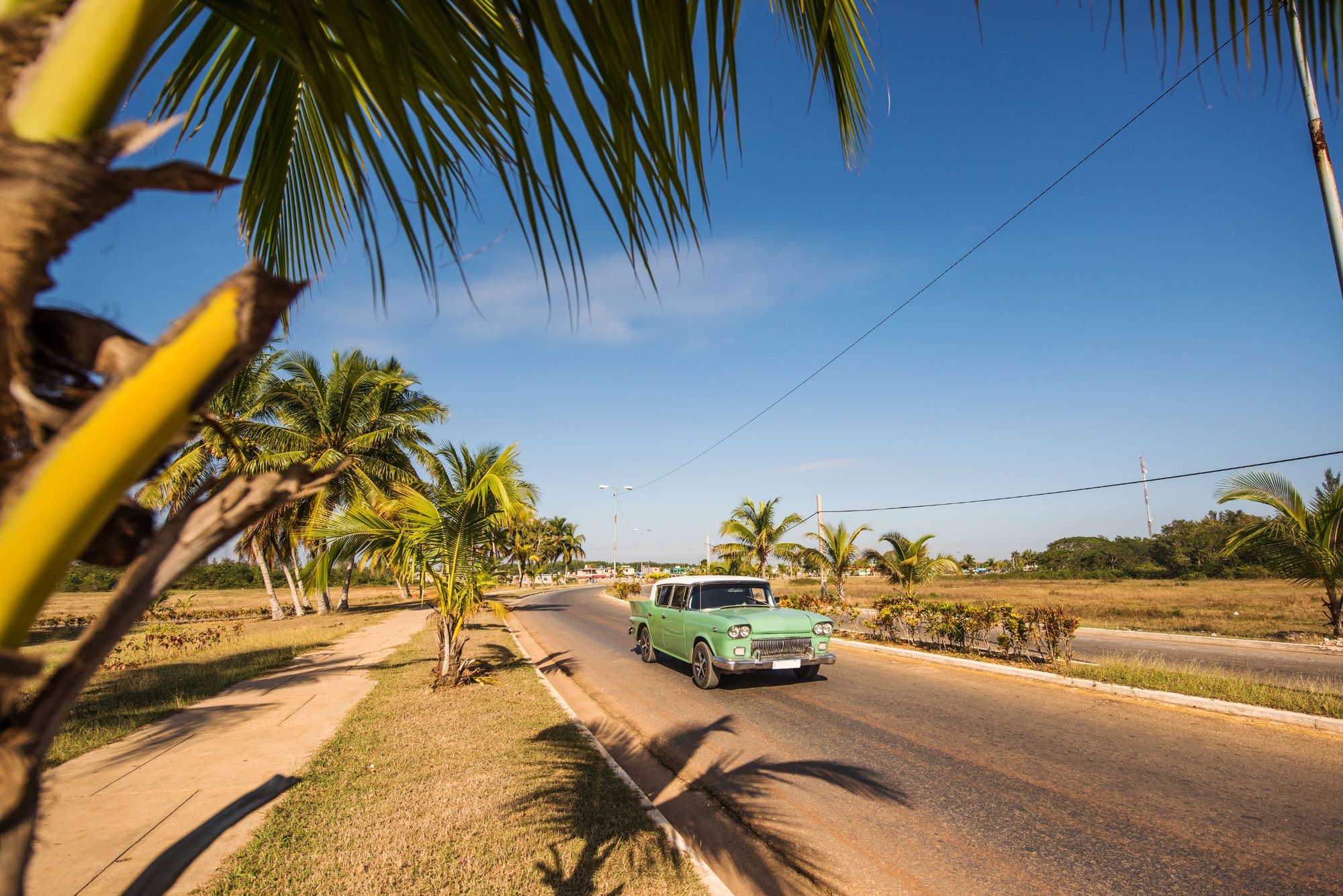 A vintage car drives past palm trees in Playa Larga, not far from the famous Bay of Pigs. Photo: Getty