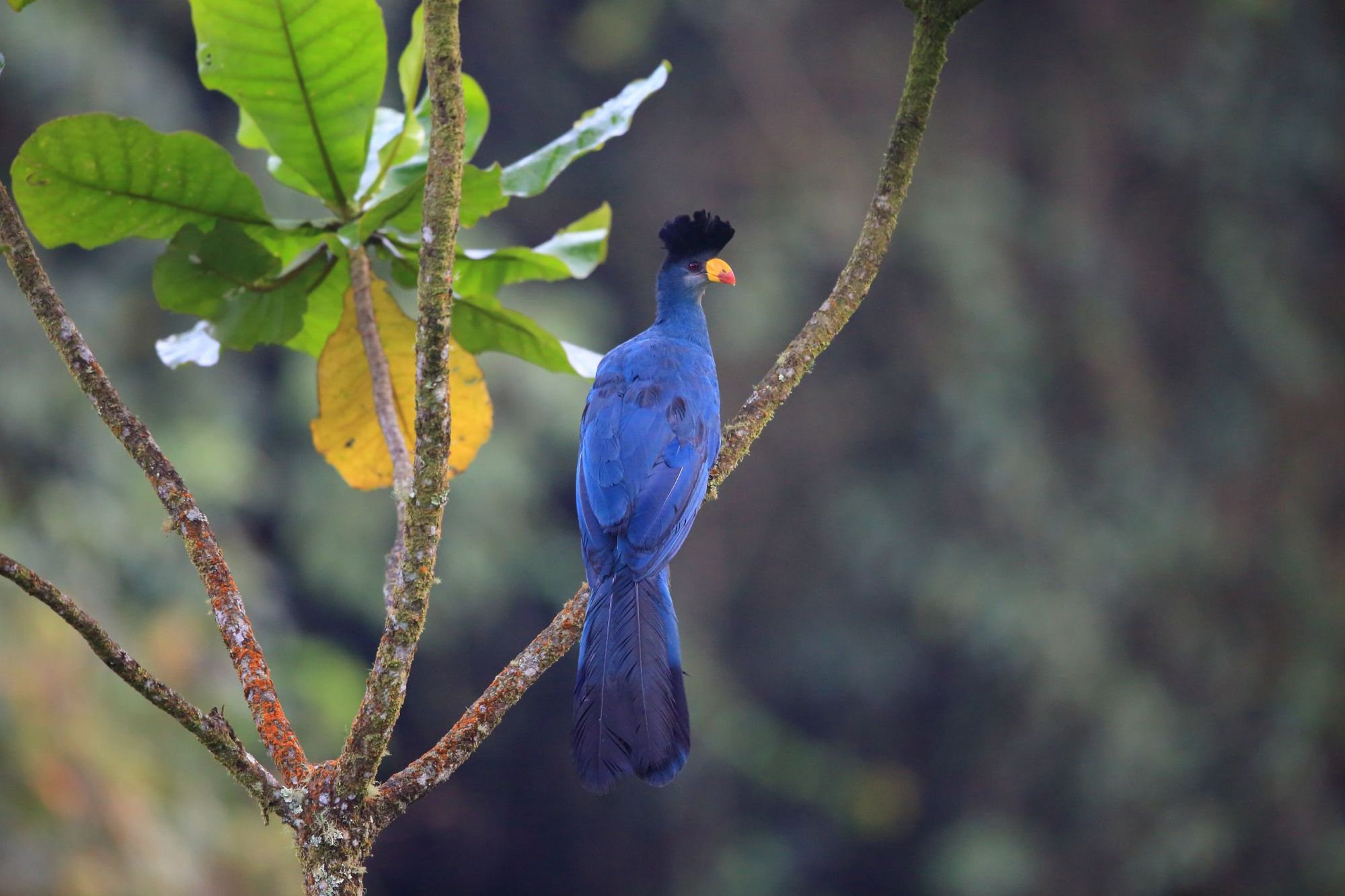 The great blue turaco, a stunning bird which you can see in the Rwenzori mountains. Photo: Getty