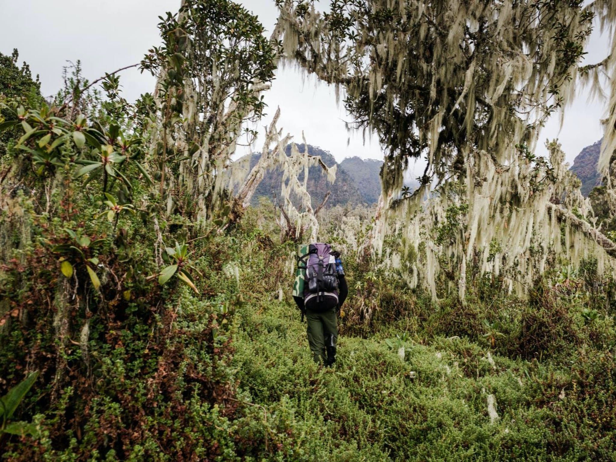 A hiker walks through the dense forest of Rwenzori, Uganda - from a clearing in the trees you can see the alpine upper levels of the range.