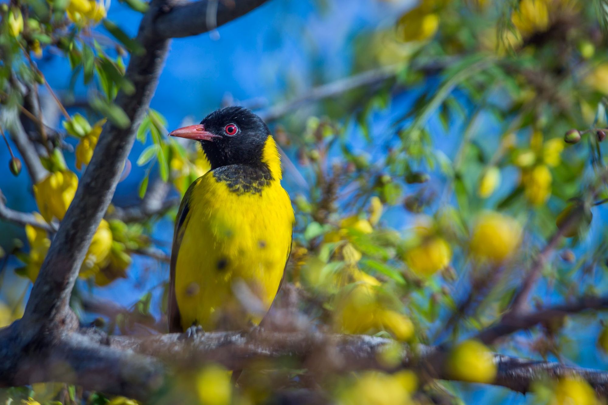 African Black headed Oriole, spotted in Kruger National Park.