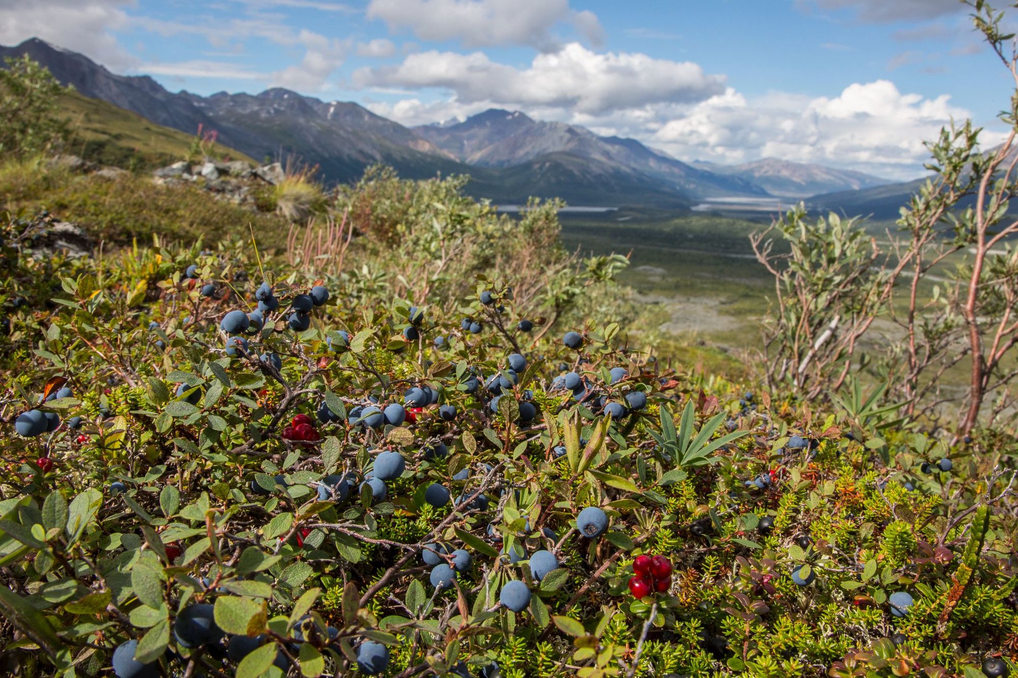 Wild blueberries in an Alaskan forest.