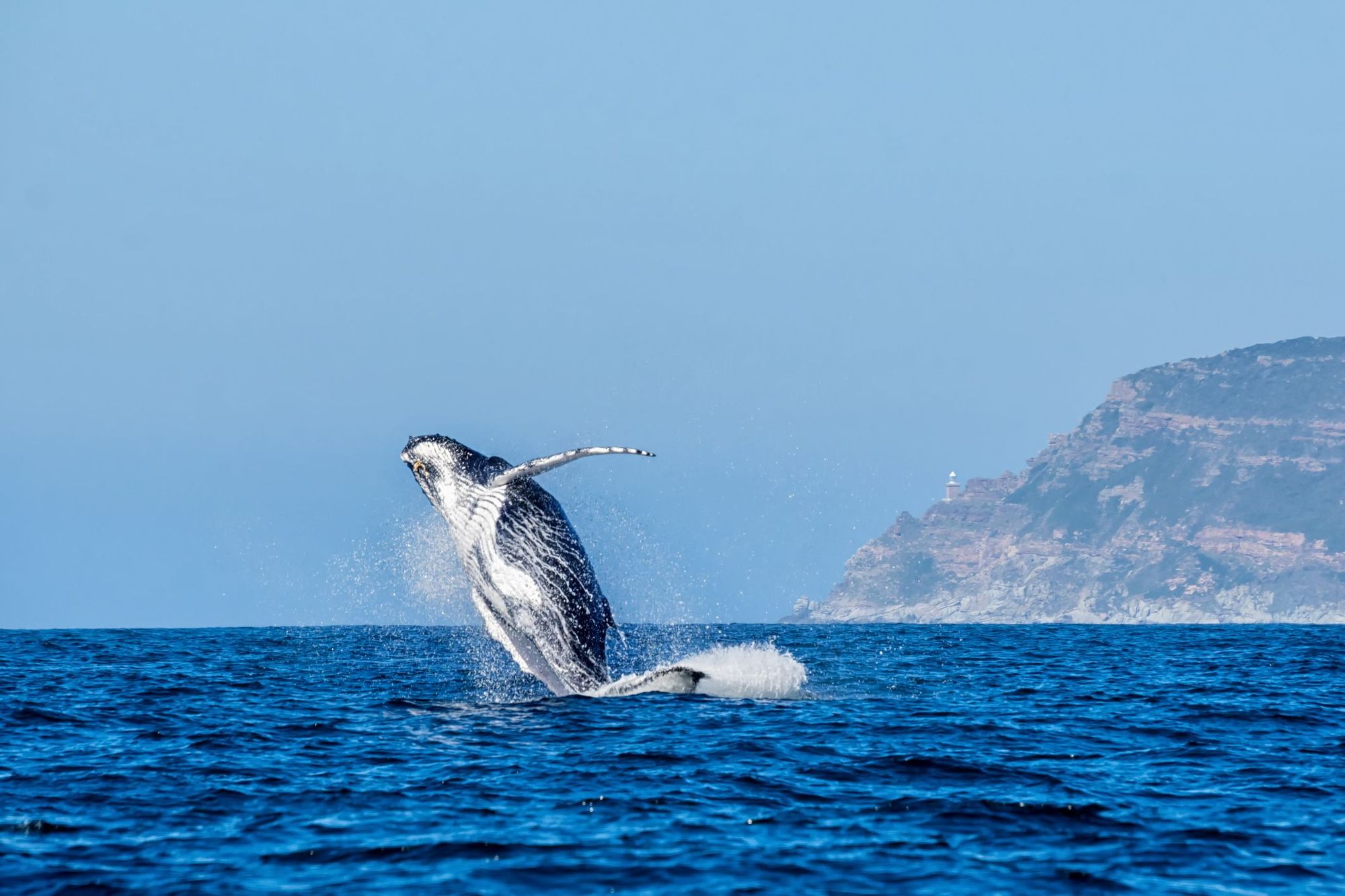 A humpback whale breaches the water in South Africa.