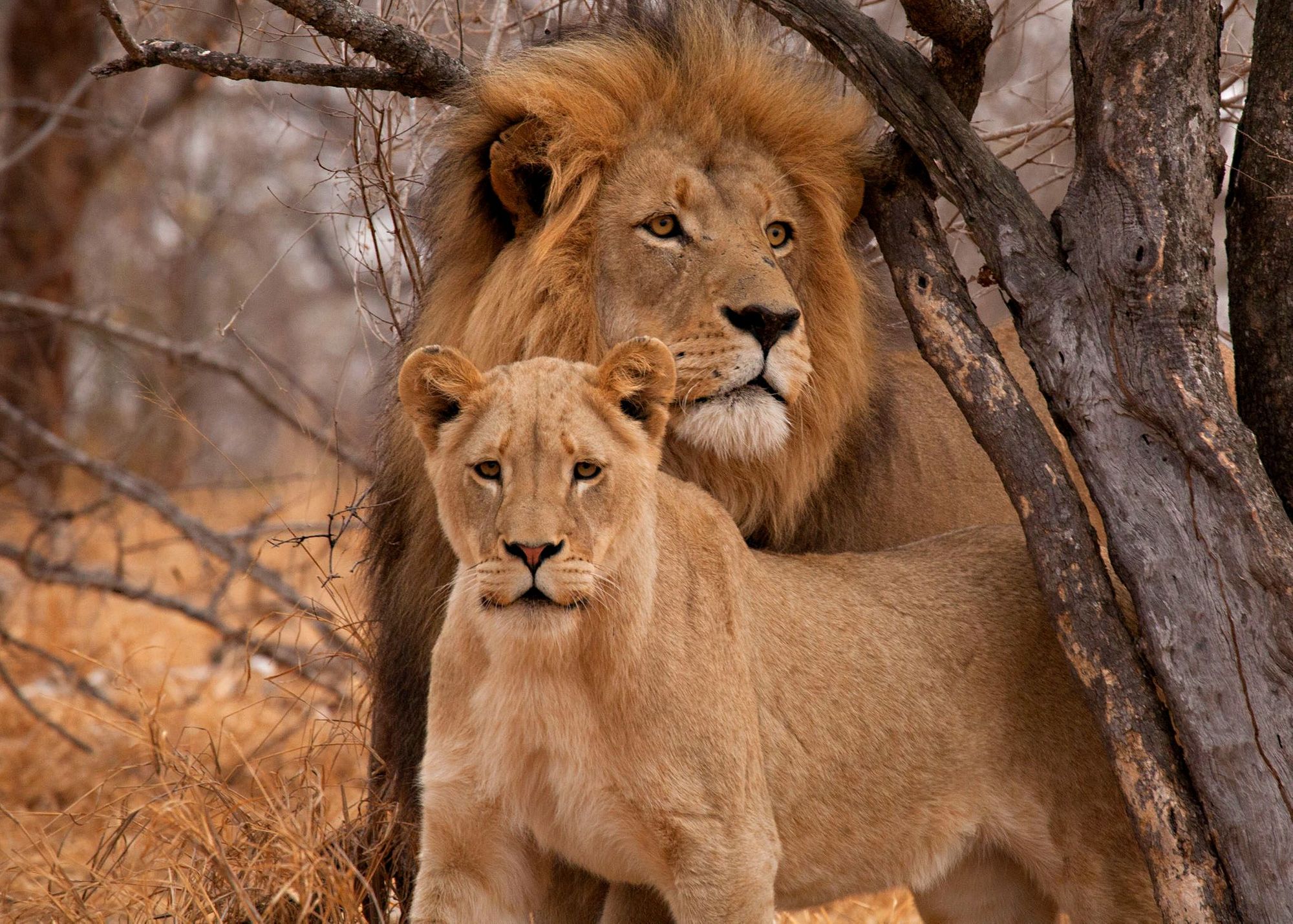 Two lions in South Africa