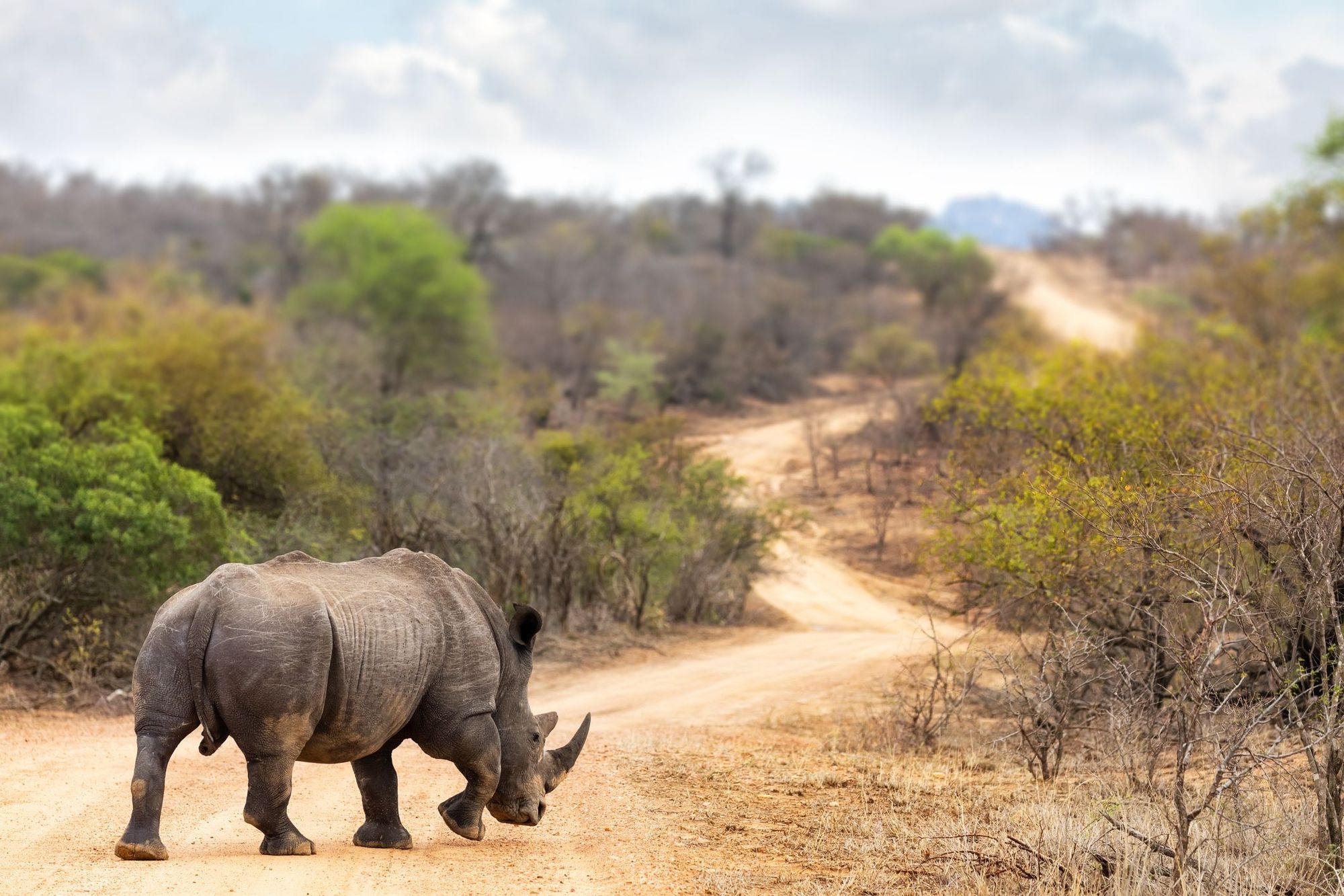 A rhinoceros crosses the road in Kruger National Park, South Africa