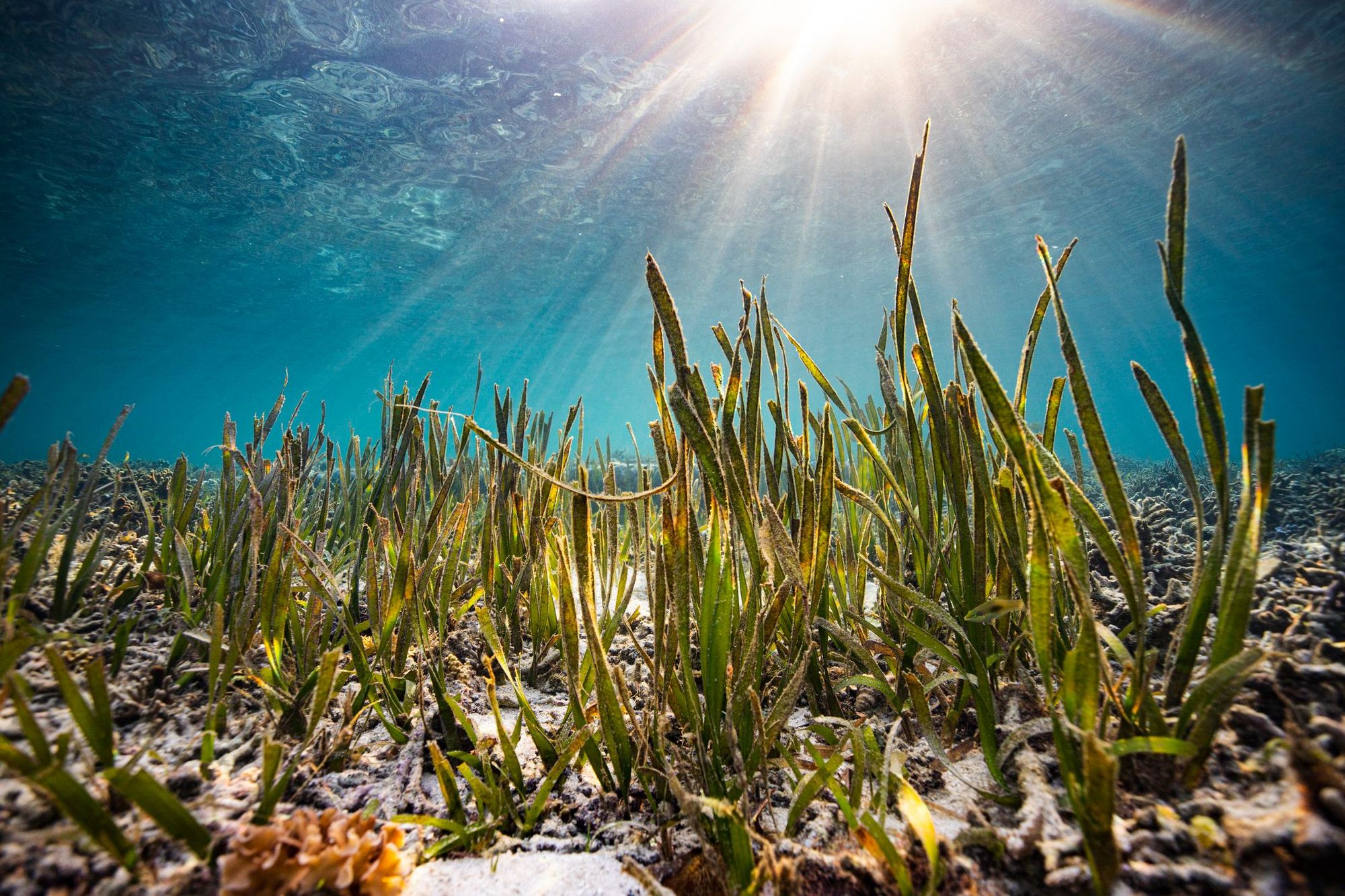 Seagrass plants photographed underwater