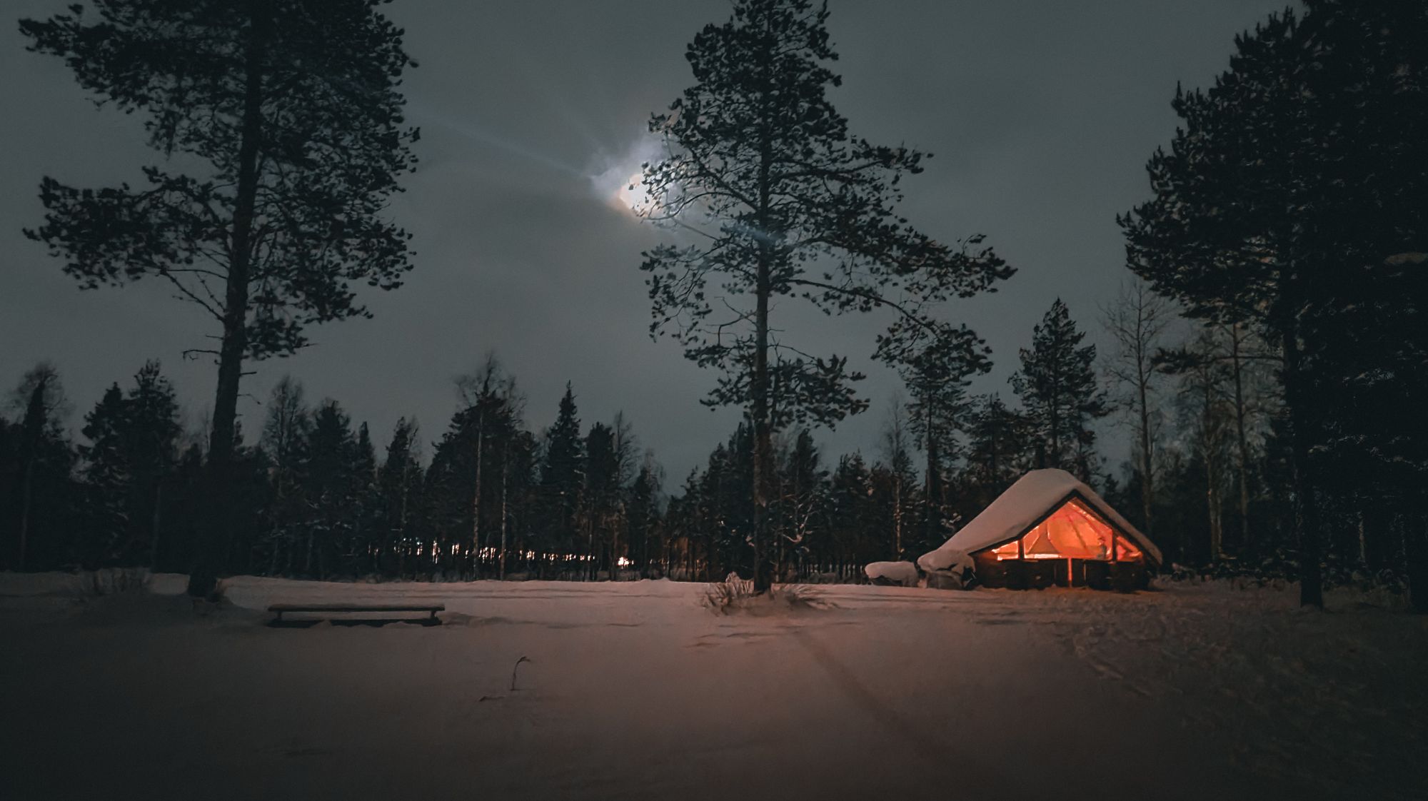 Frozen lake and trees in the moonlight.