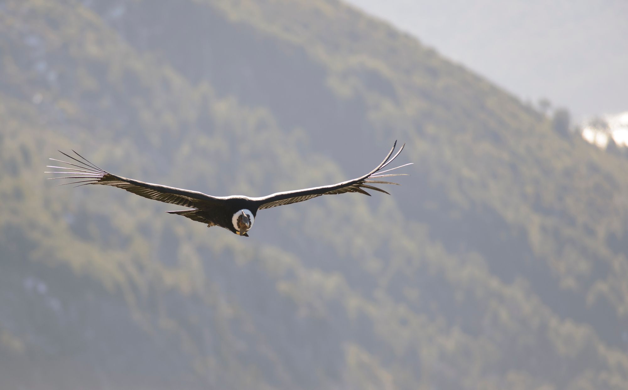 An Andean Condor, the largest bird of prey in the world, soaring through the sky. Photo: Birds Chile