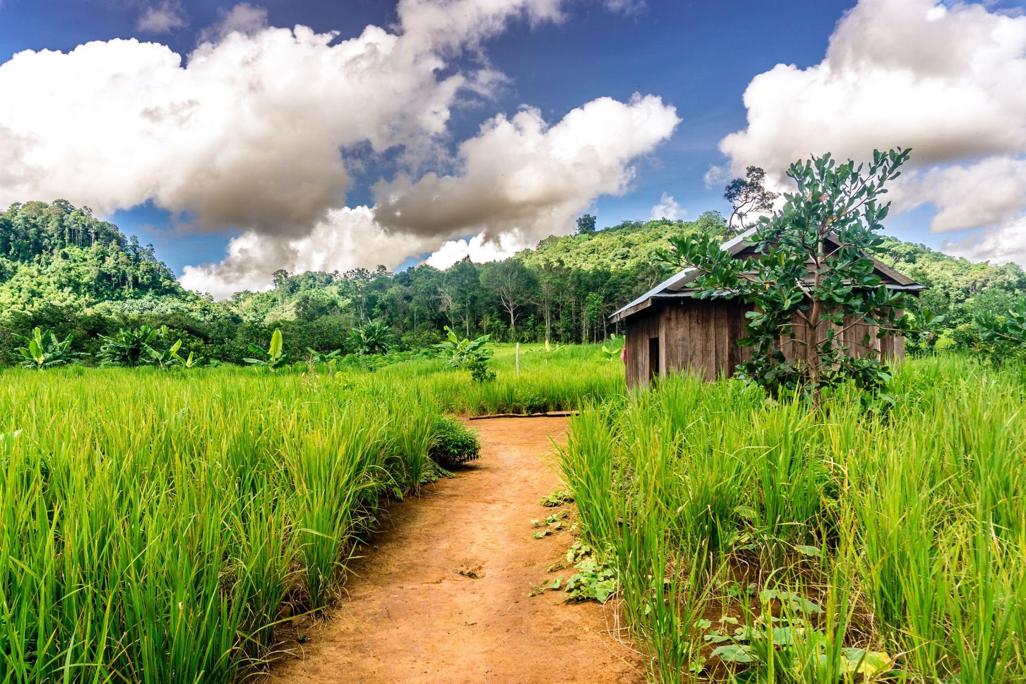 The landscape on an 18km hike to a Bunong Village in Cambodia. Photo: Getty